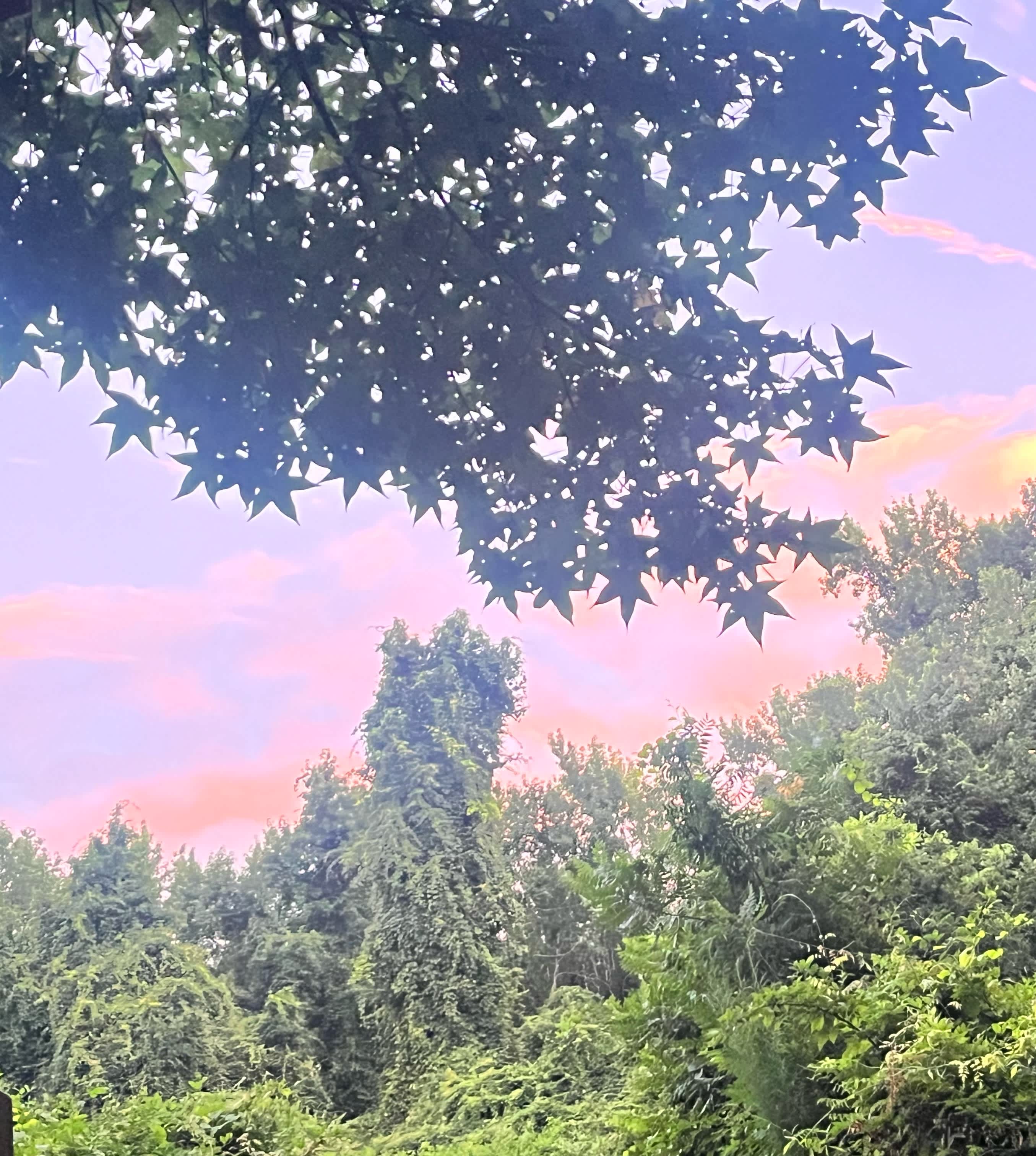 The Guinea Farm, Field, and Forest