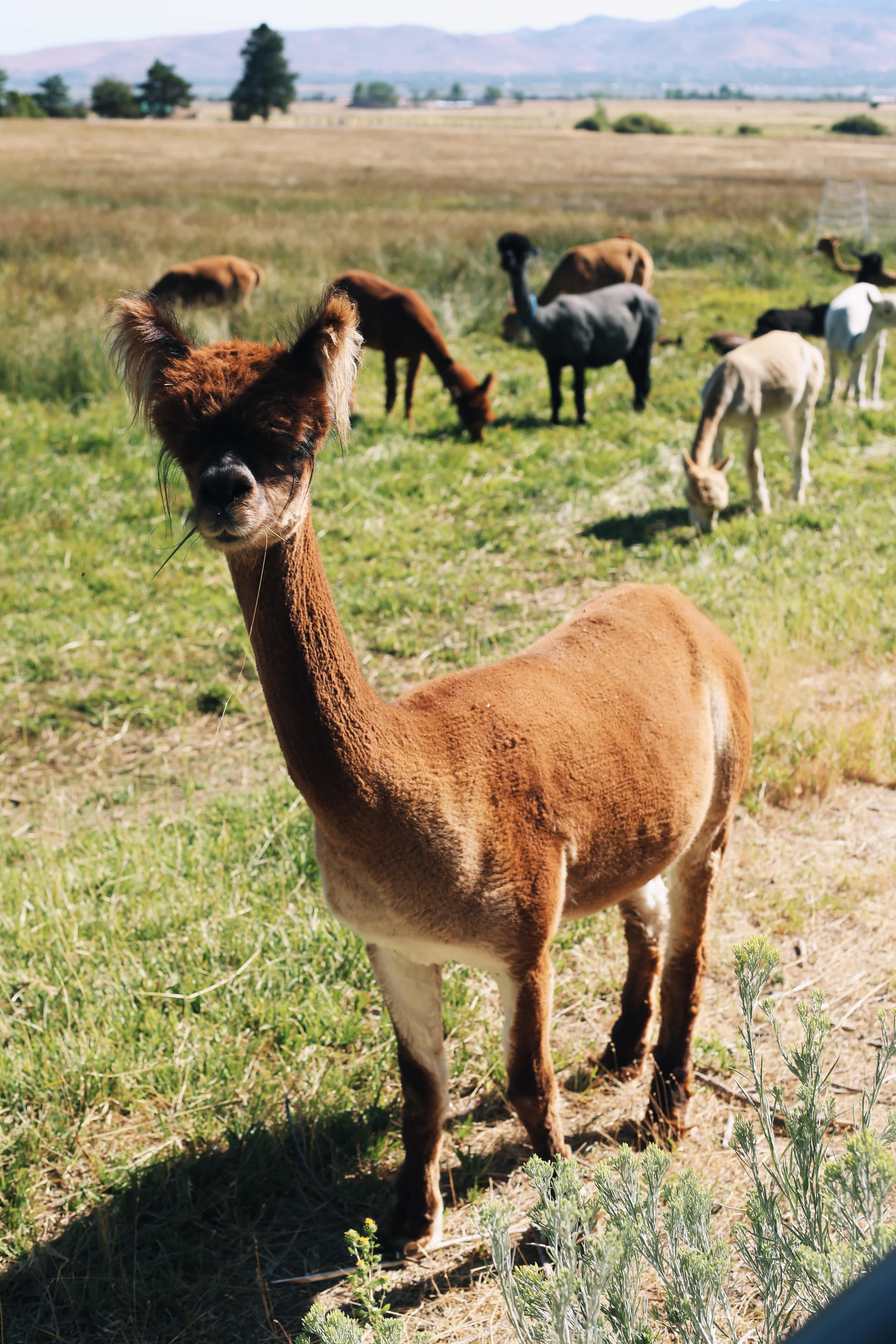 L.Davis Ranch and Olde LYFE Alpacas