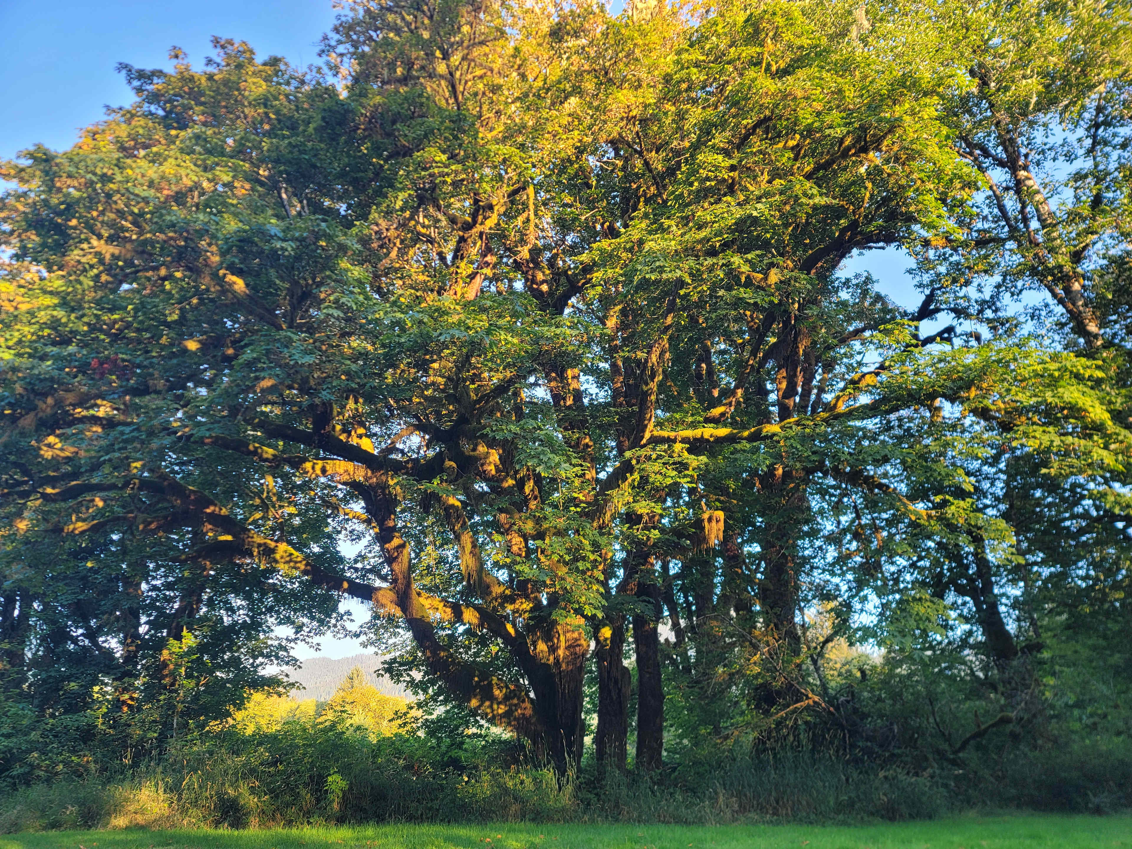 Merriman Creek Maple Flat Hipcamp