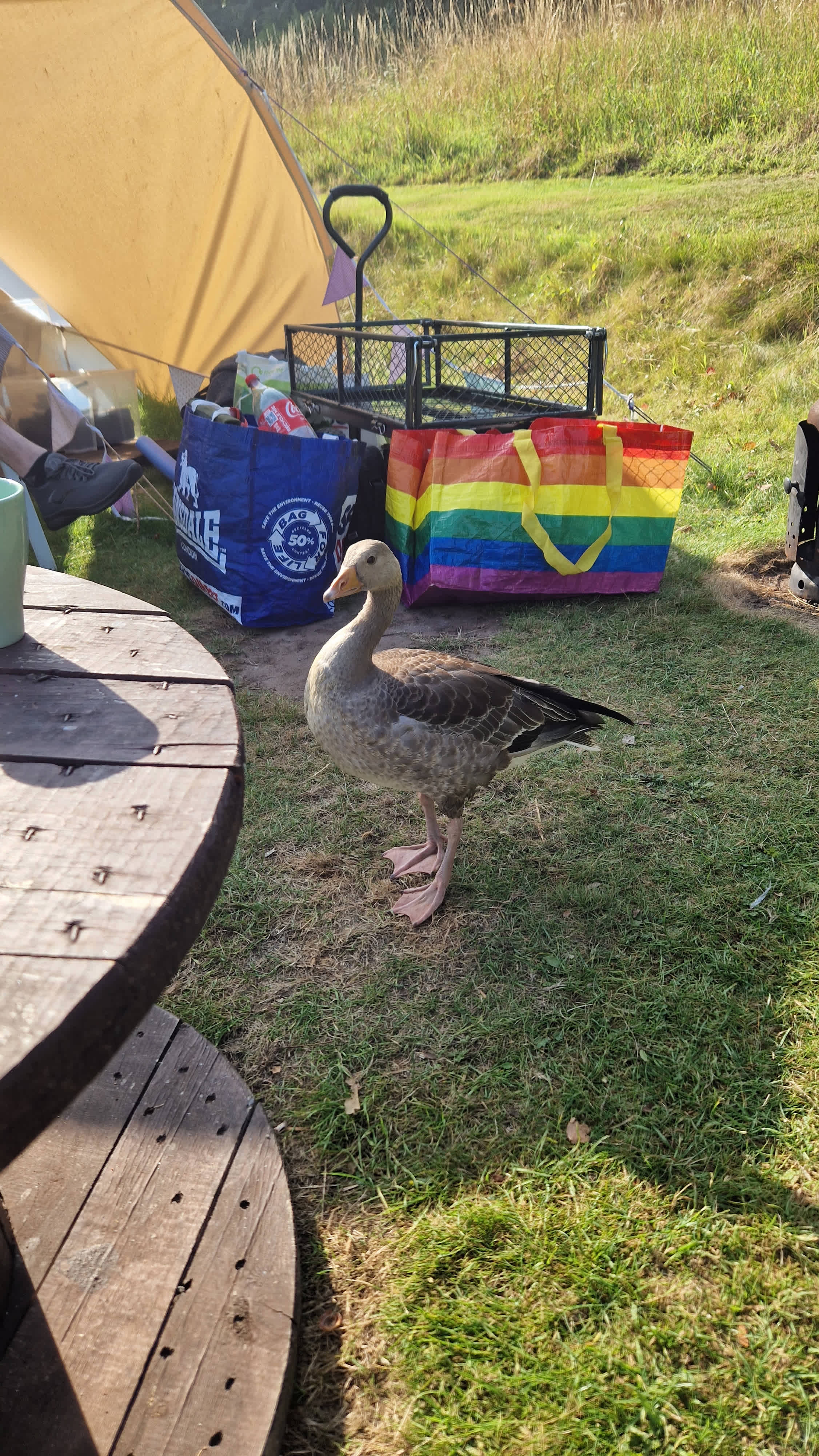 Chilled Out Adult Only Glamping