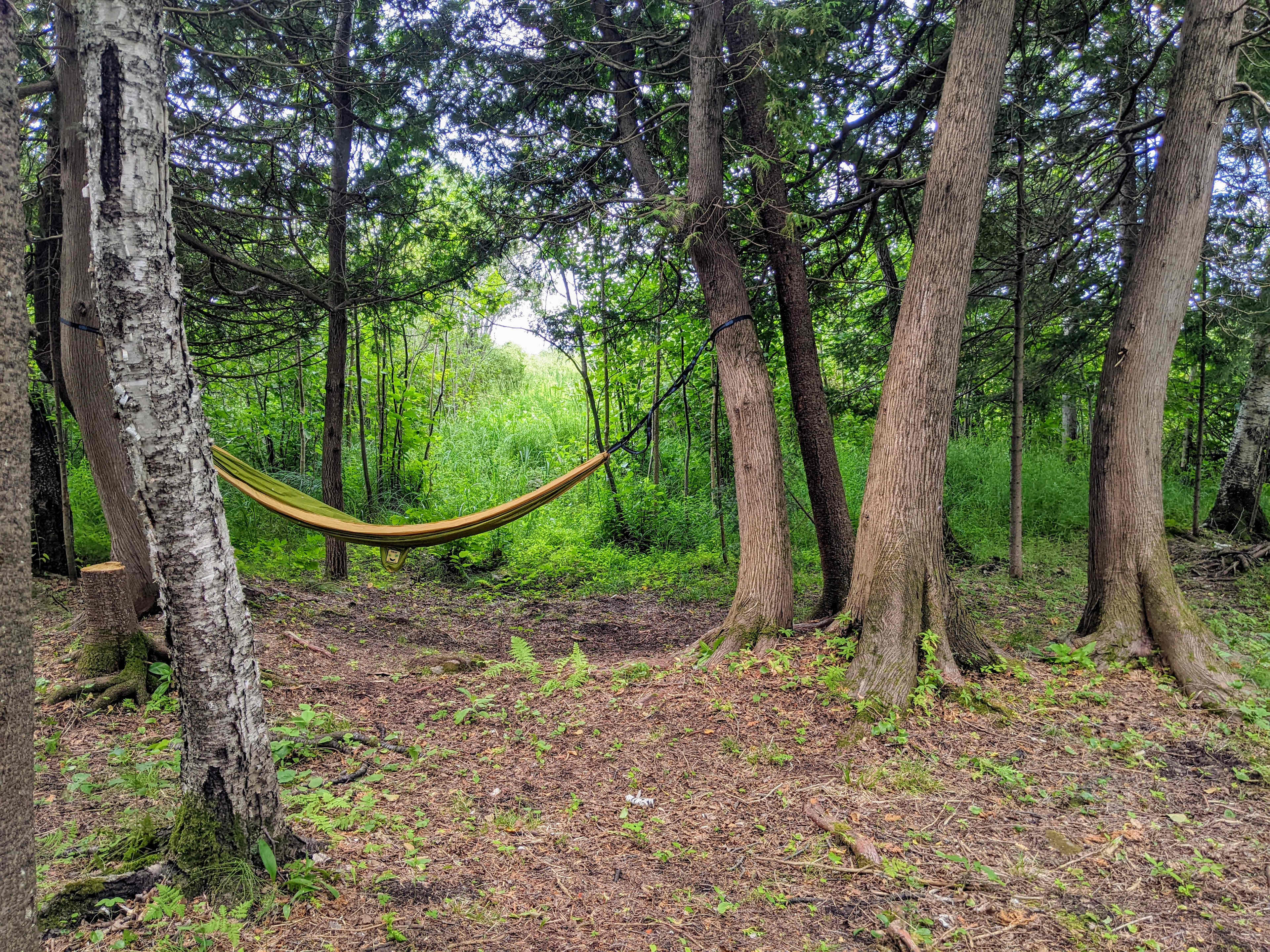 The Cedar Grove