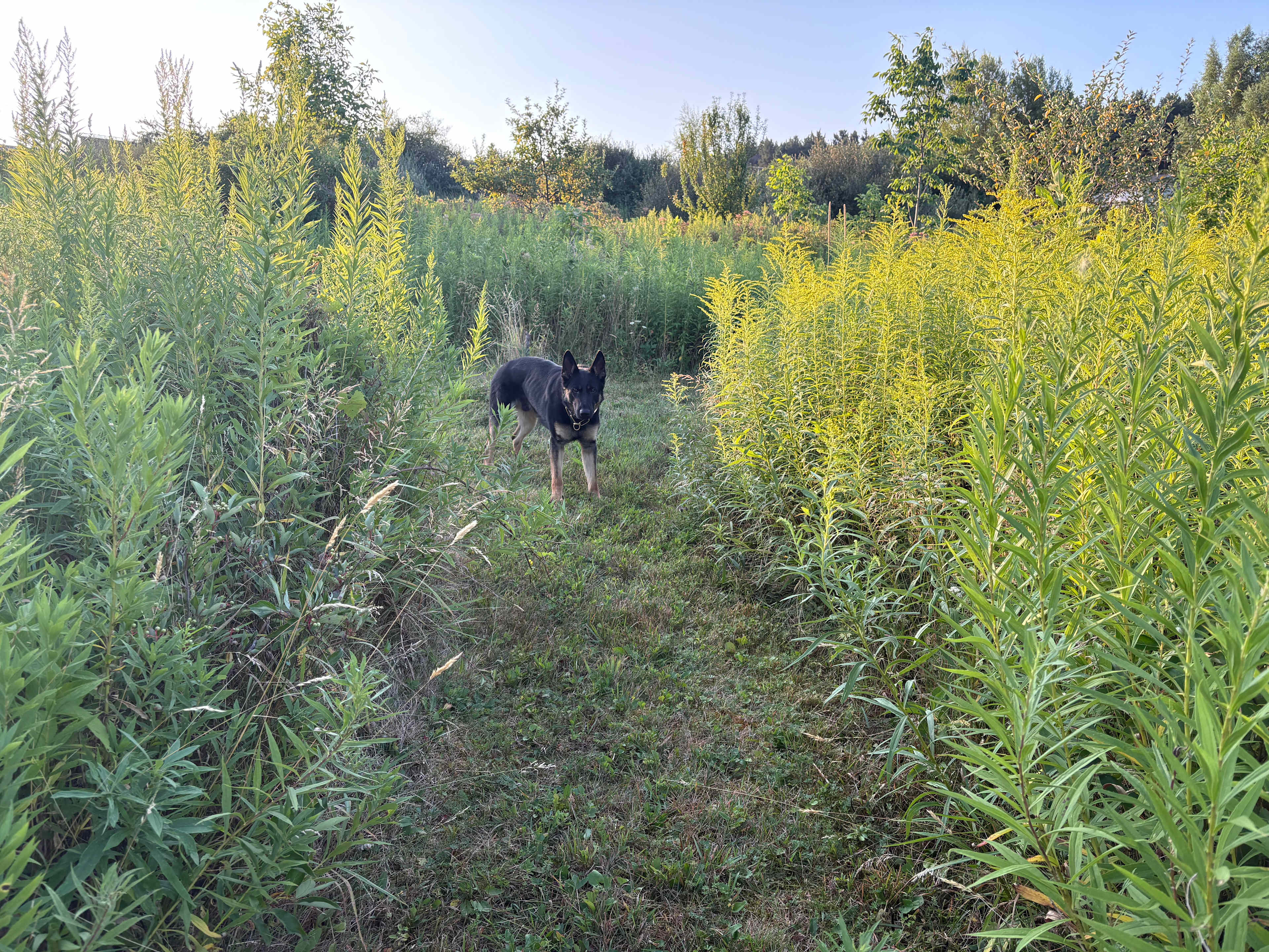 Lots of trails and butterflies 