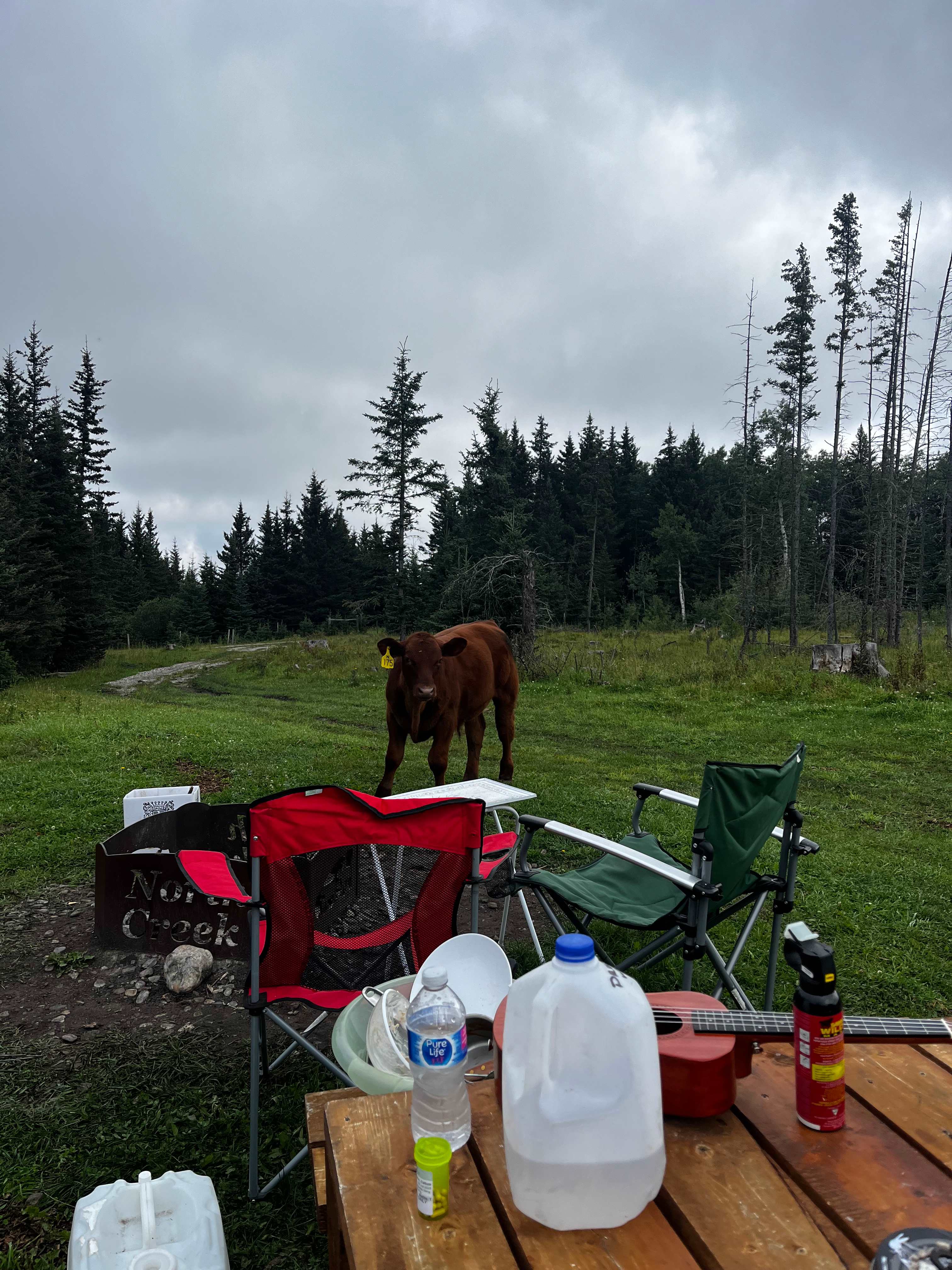 Cattle Ranch in the Foothills