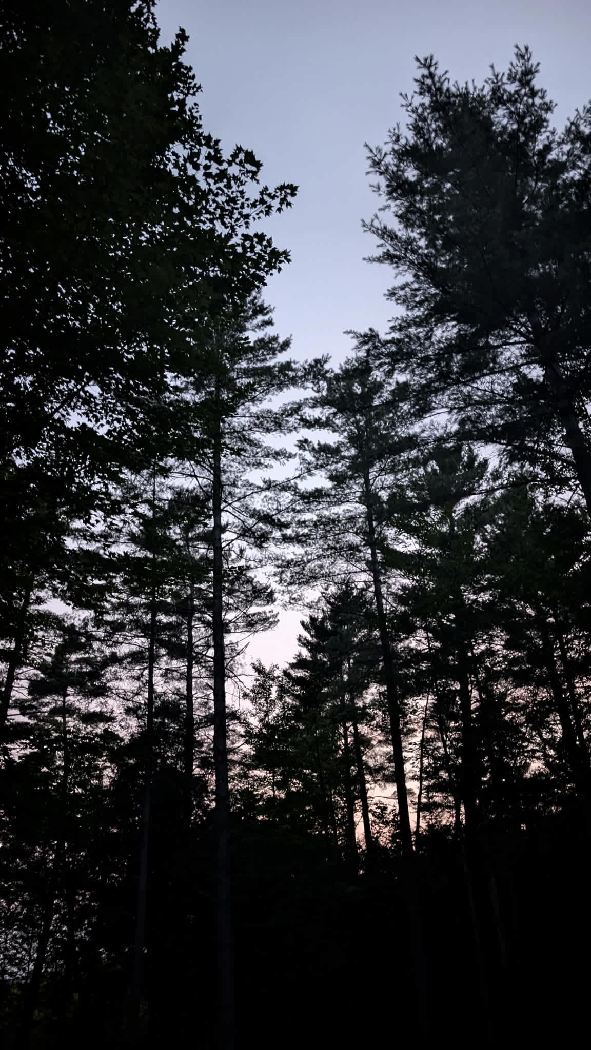 Hidden Pines