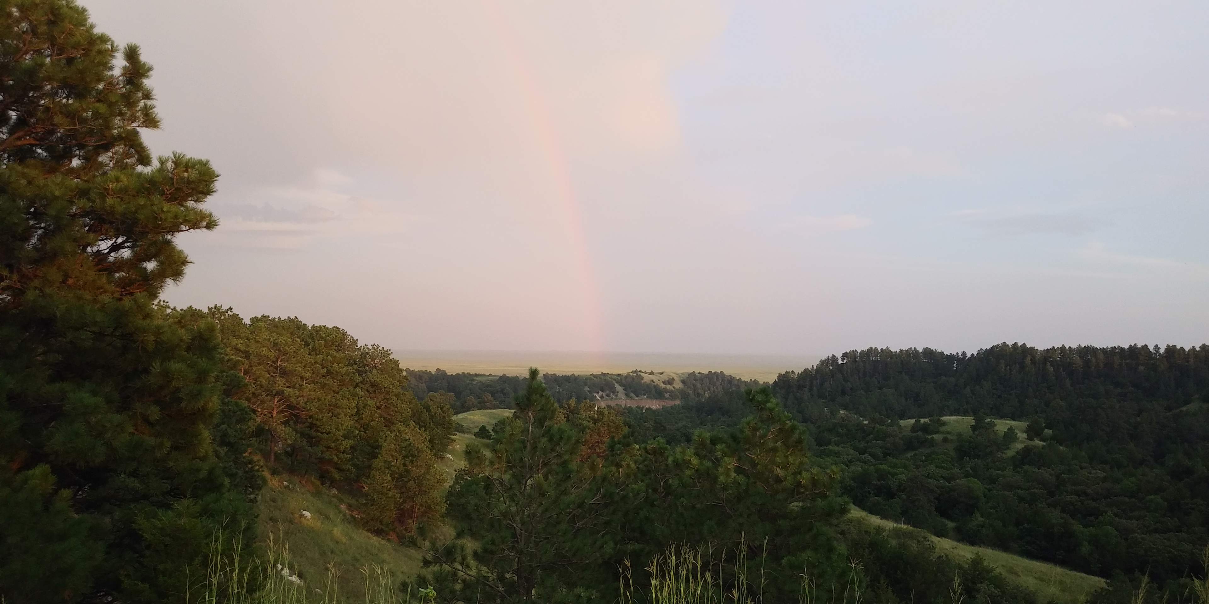 Golden Prairie Bison
