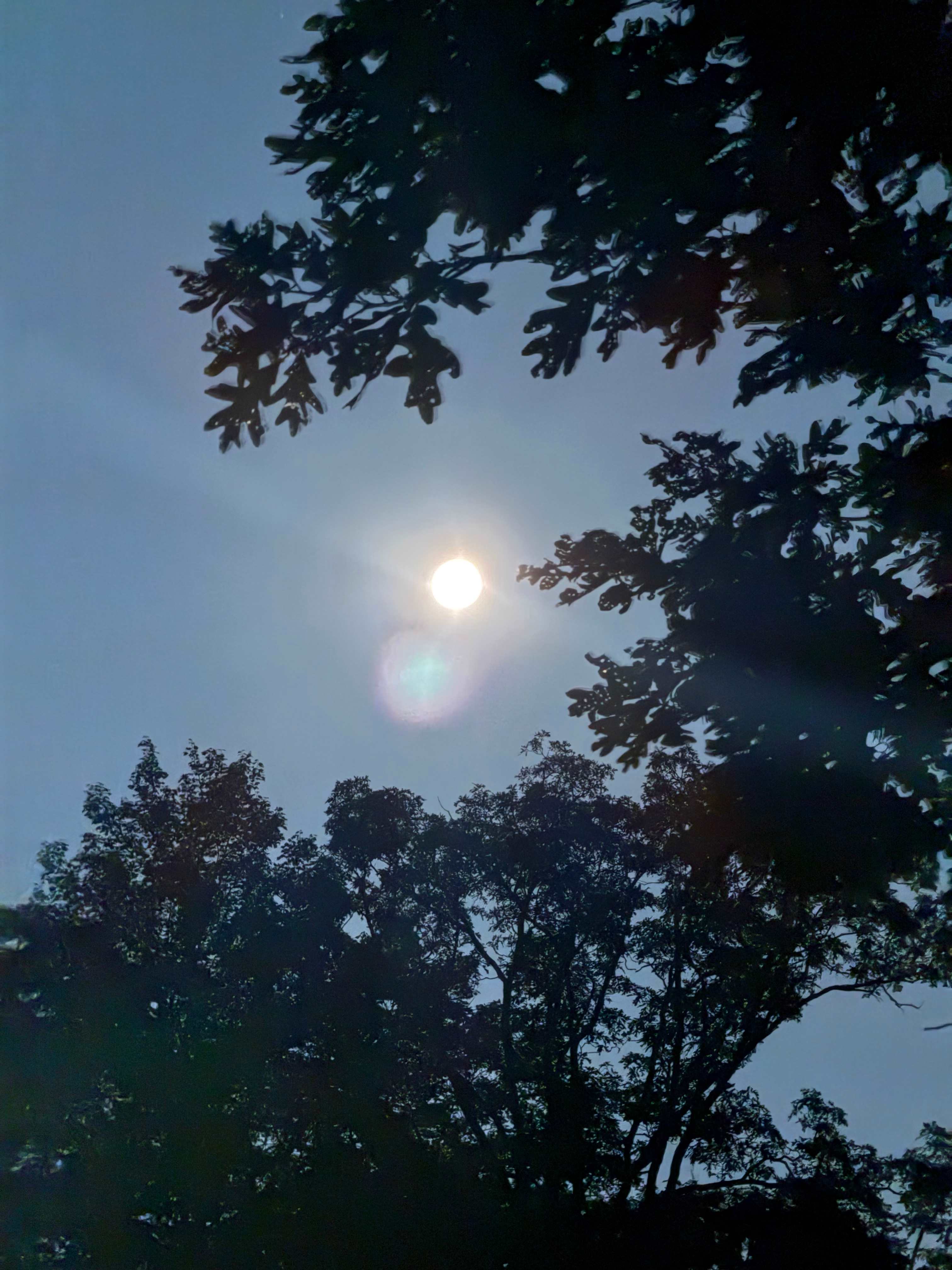 Wild Yough Glamping Huts