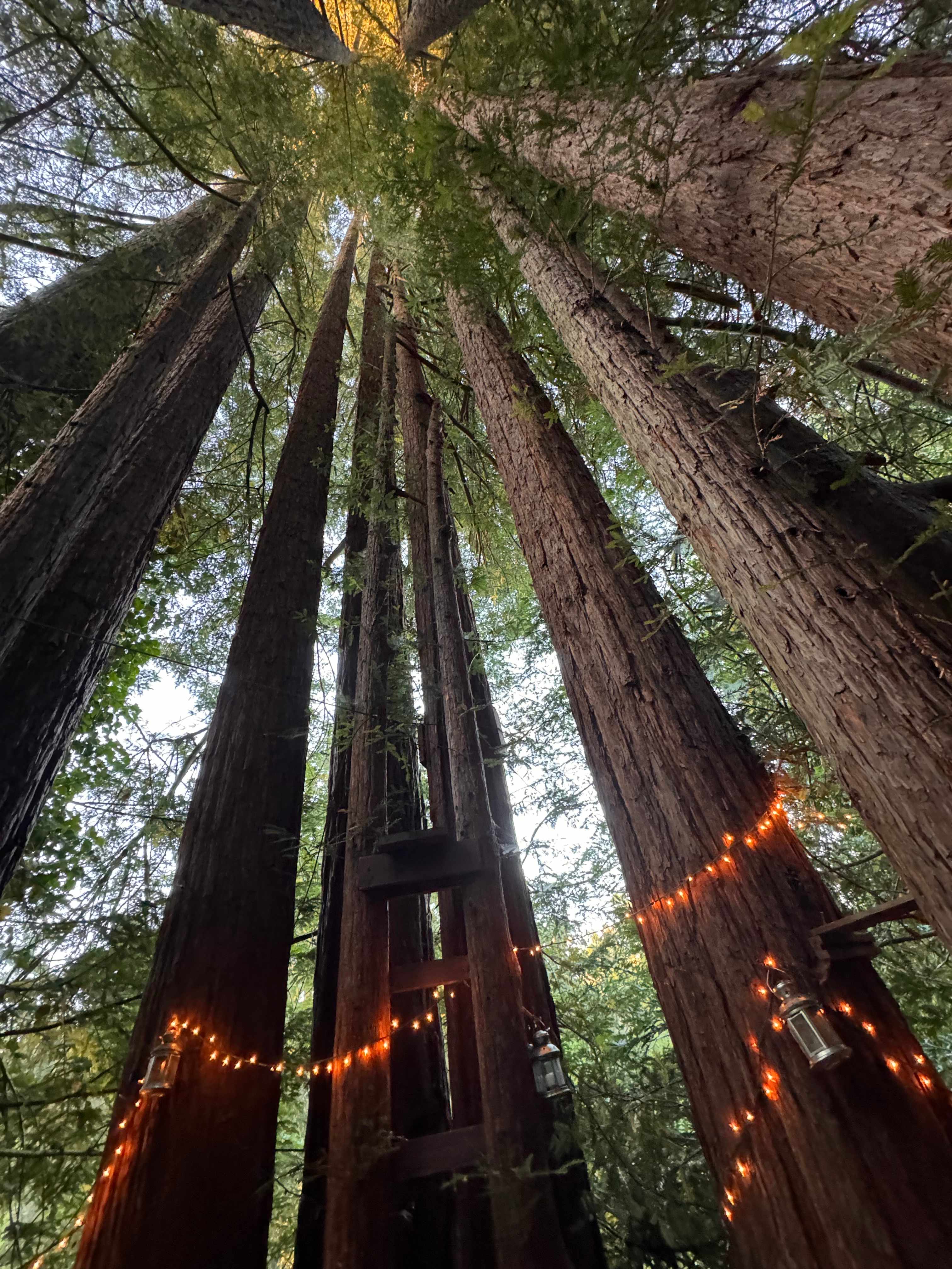 Sleep Up High In A Redwood Tree-net