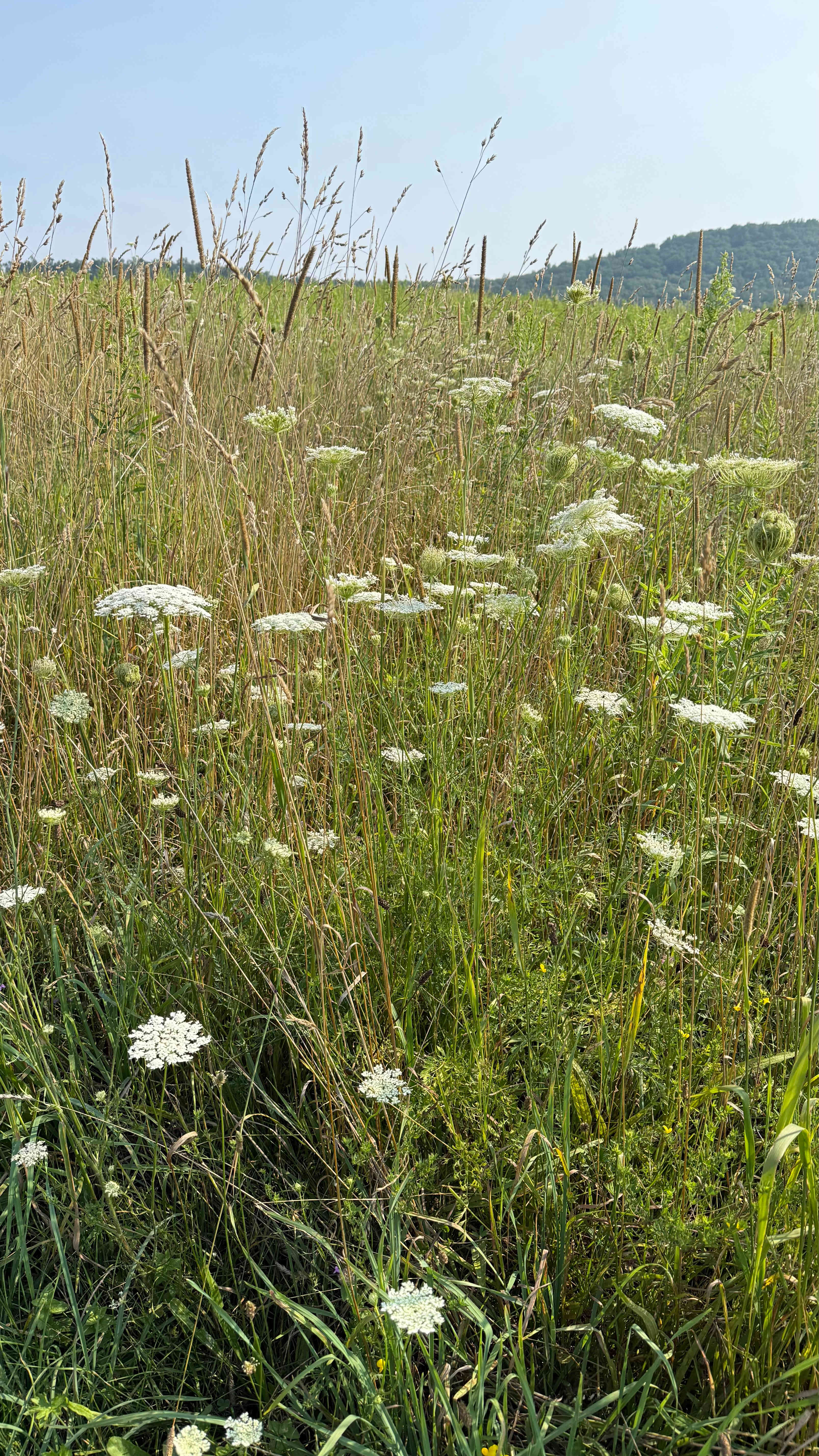 ZiegenVine Homestead