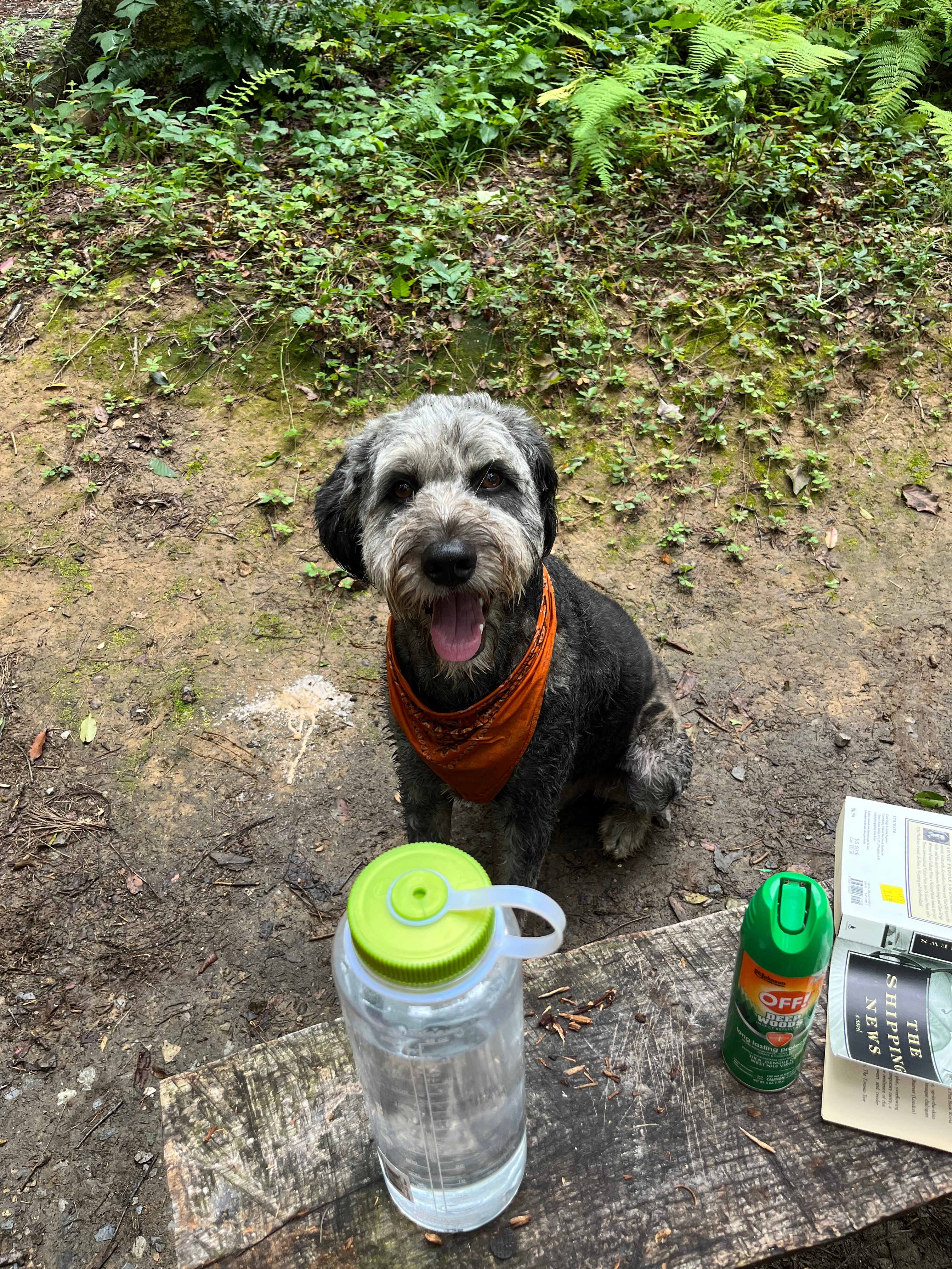 FoxDen by Heartwood Farm and Cabins