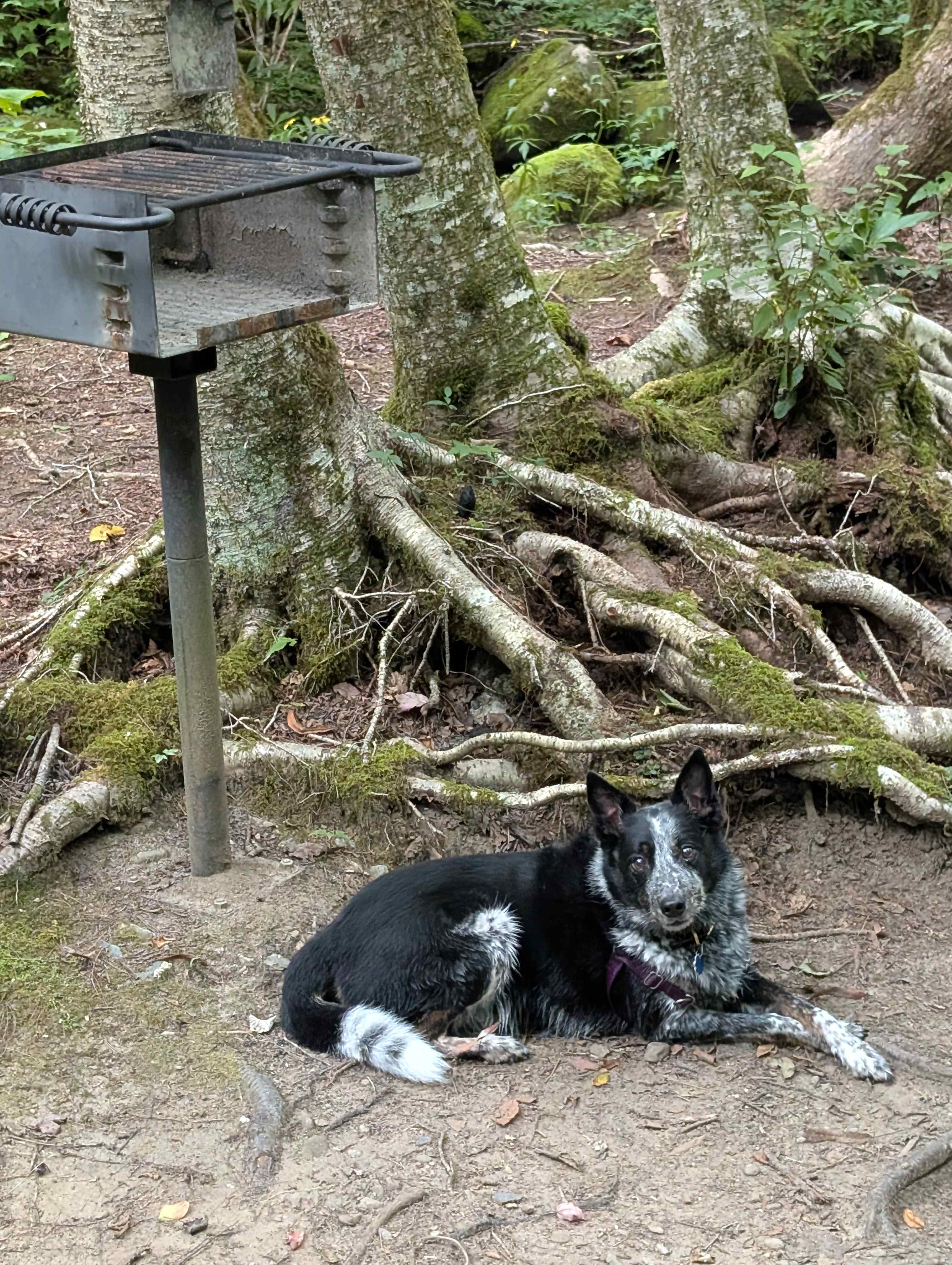 Mountain Creek Rest