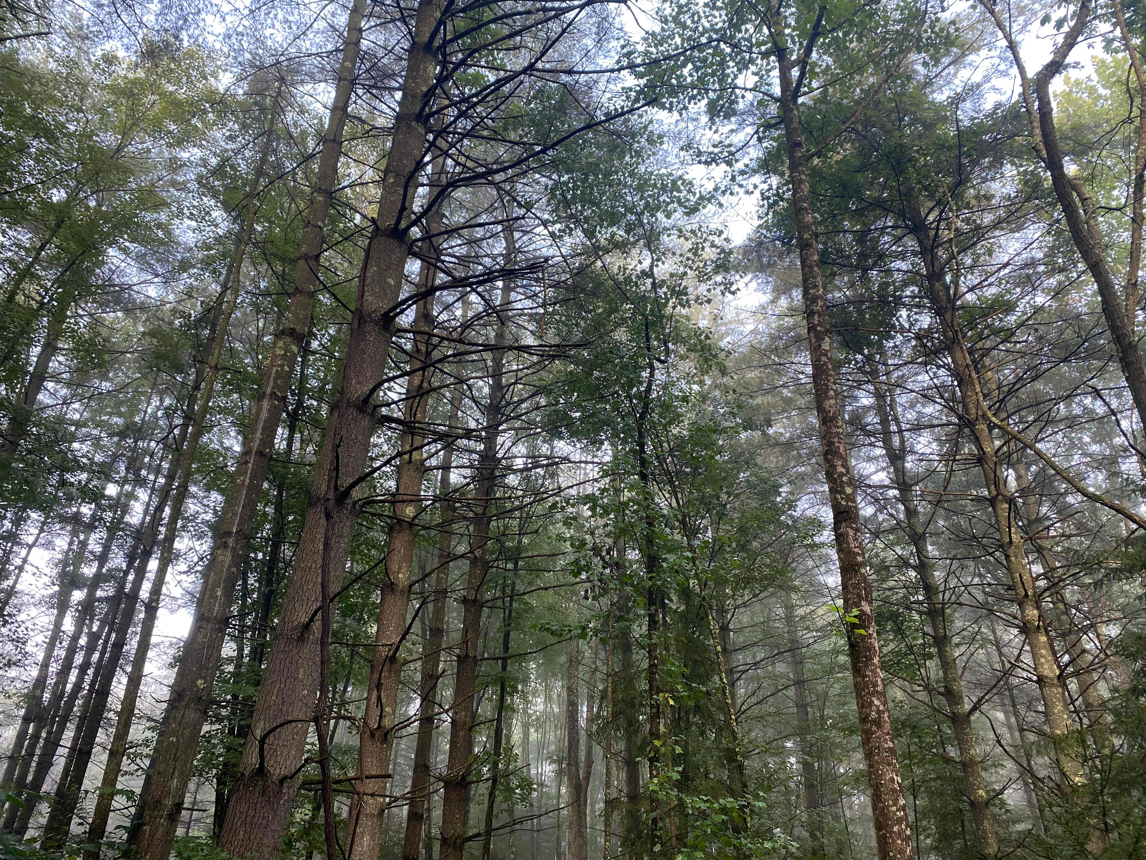 Tenderfoot Learning Lab