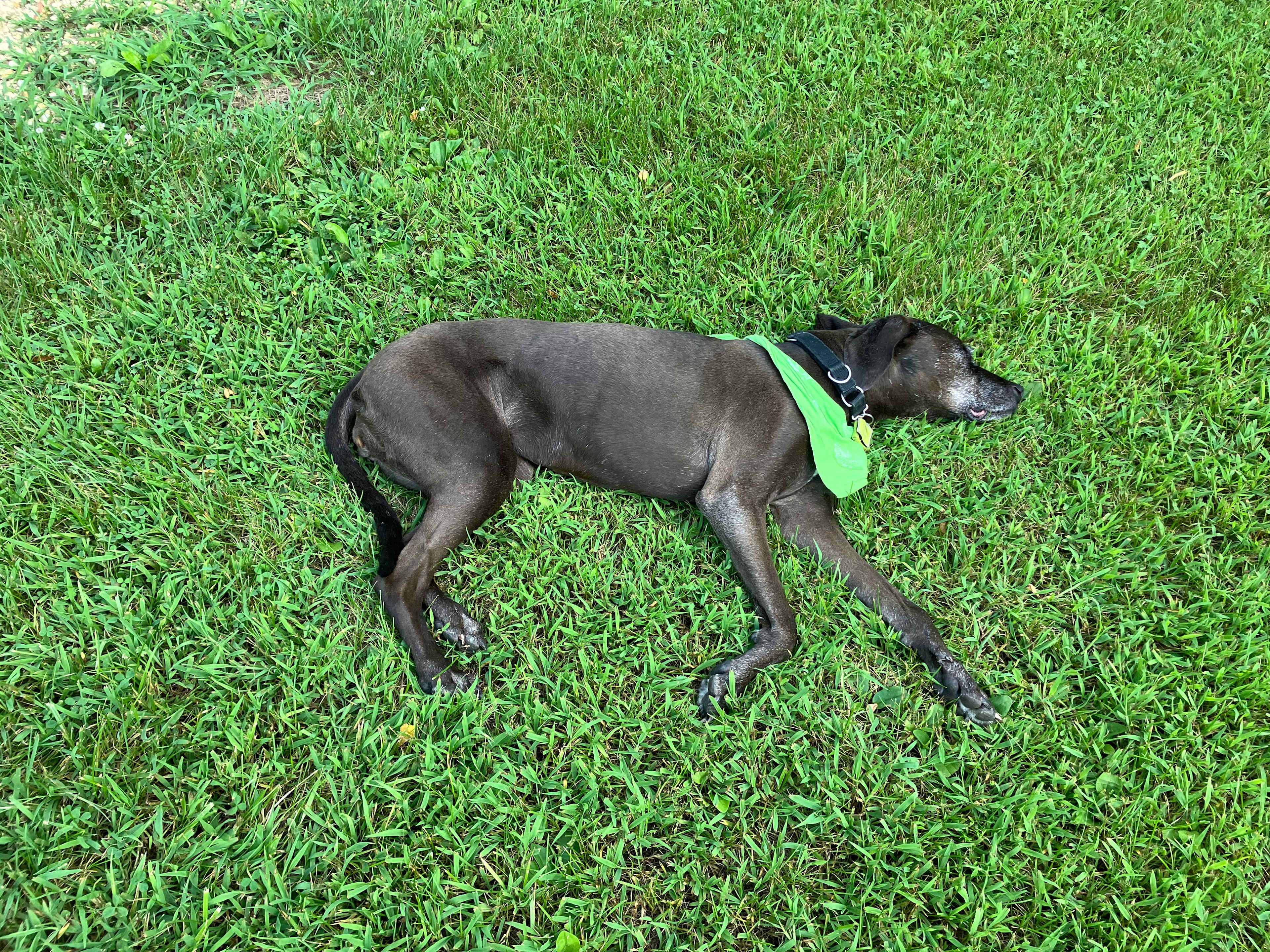 Completely relaxed and sleeping after a day of play on the beach and hiking up and down.