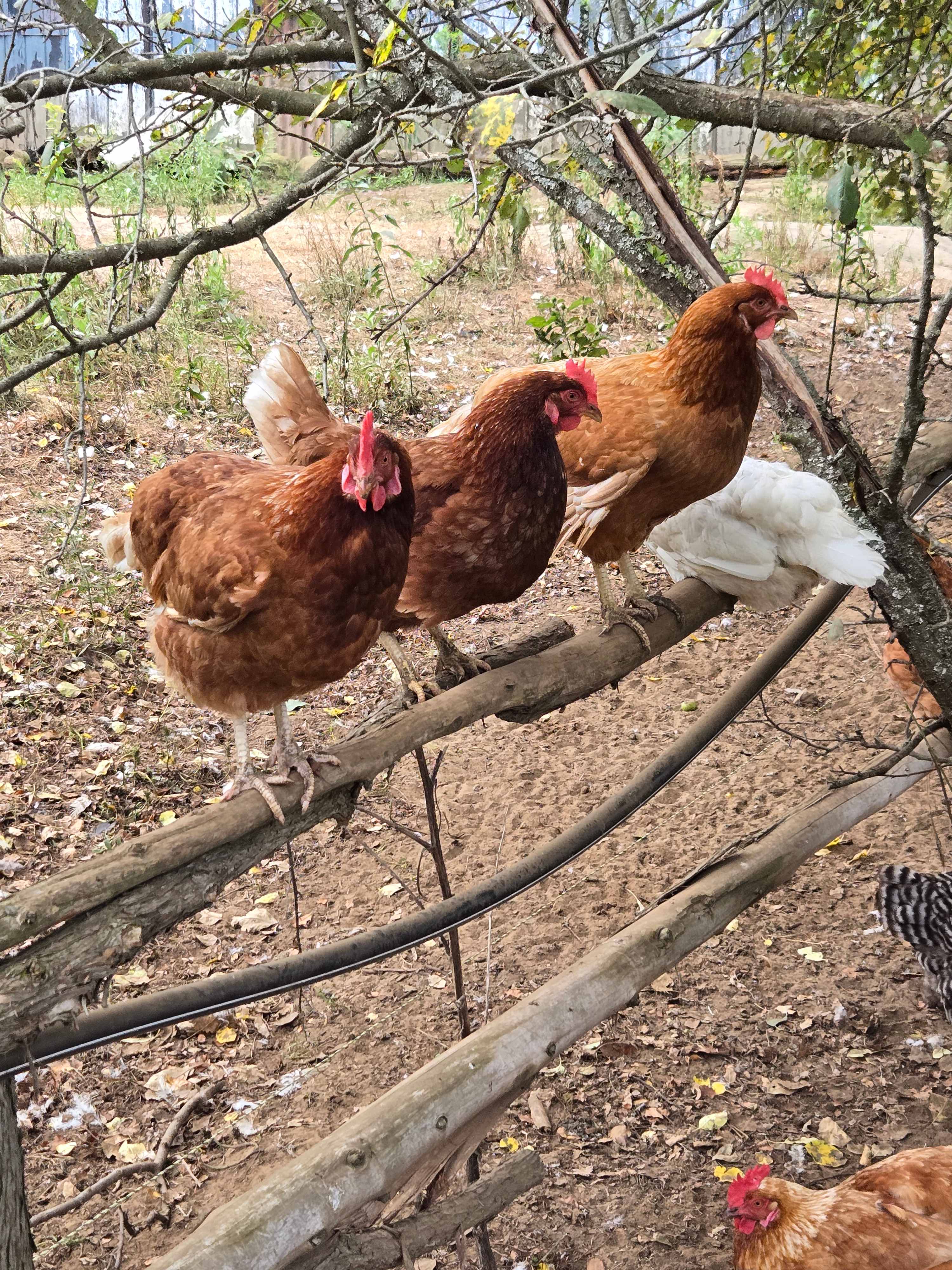 Burke’s Barnyard - Farm Camping