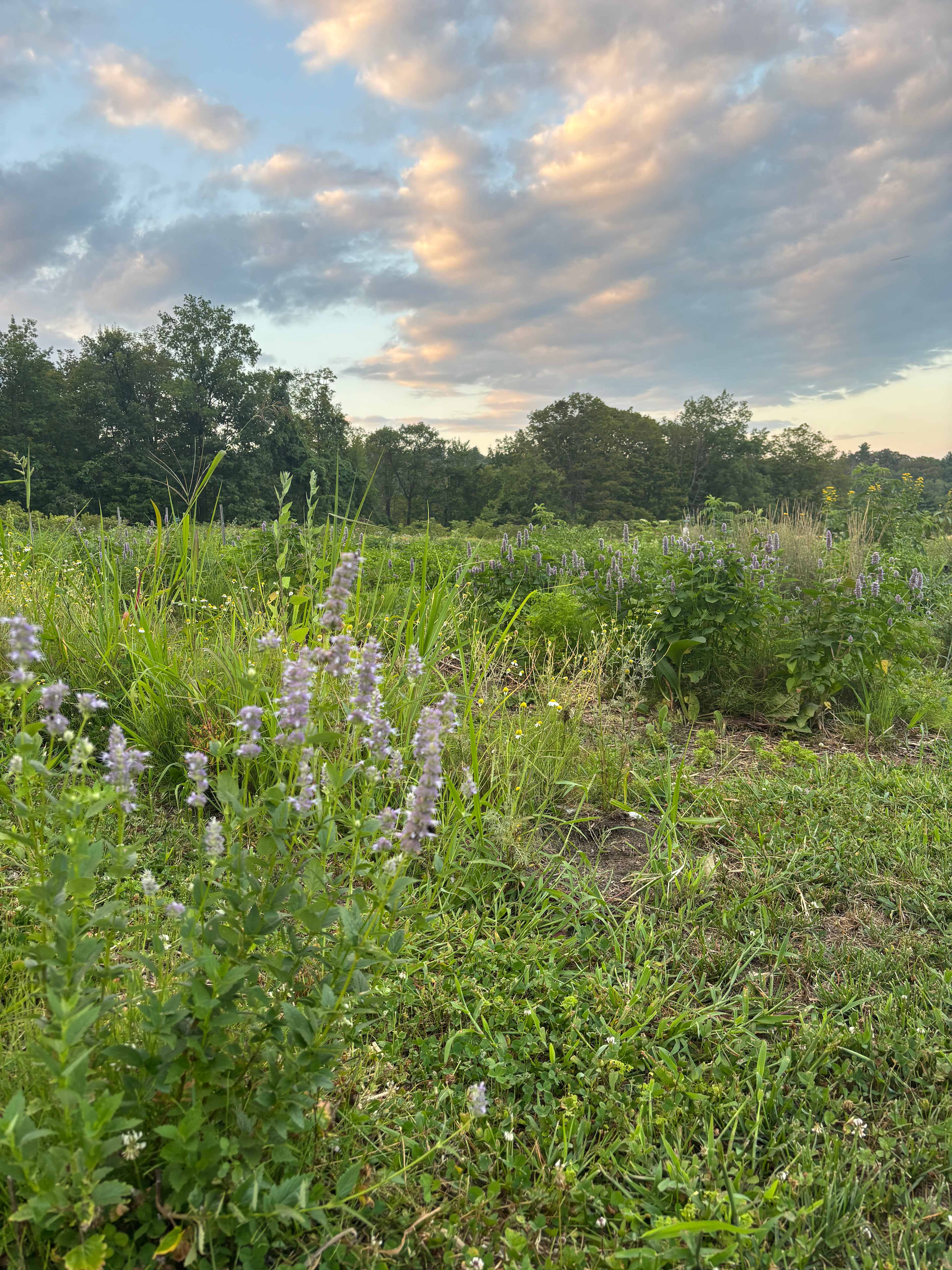 Glamping on an Herb Farm
