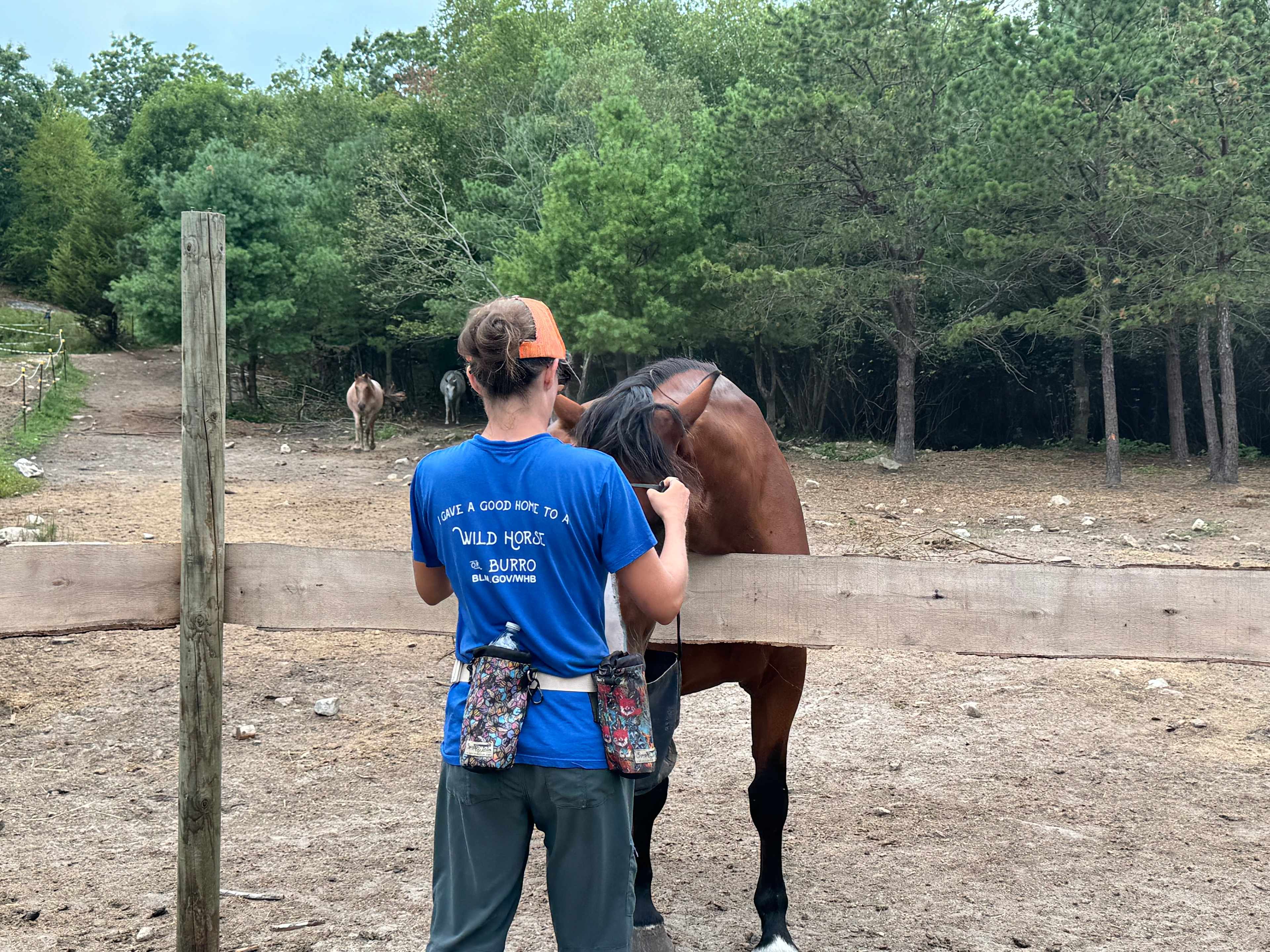 Glamping with the Wild Horses