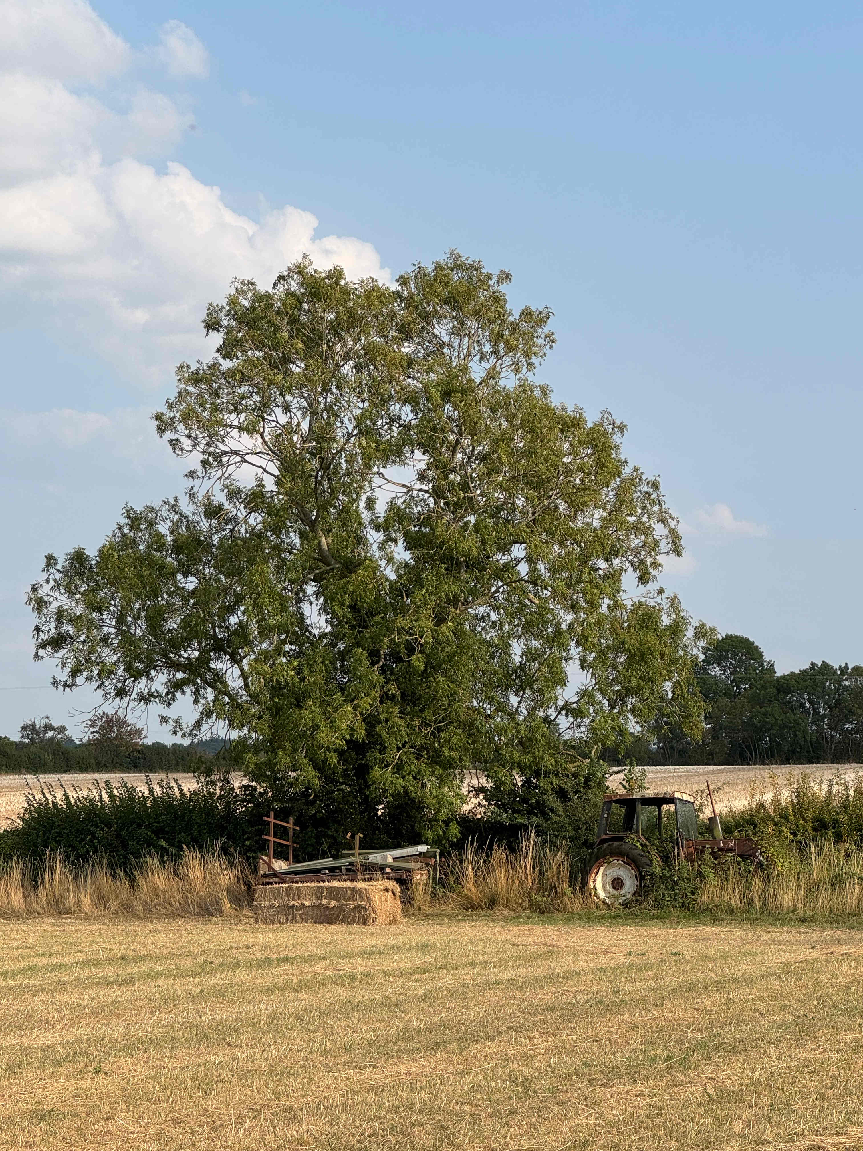 Beautiful view watching buzzards and red kites 