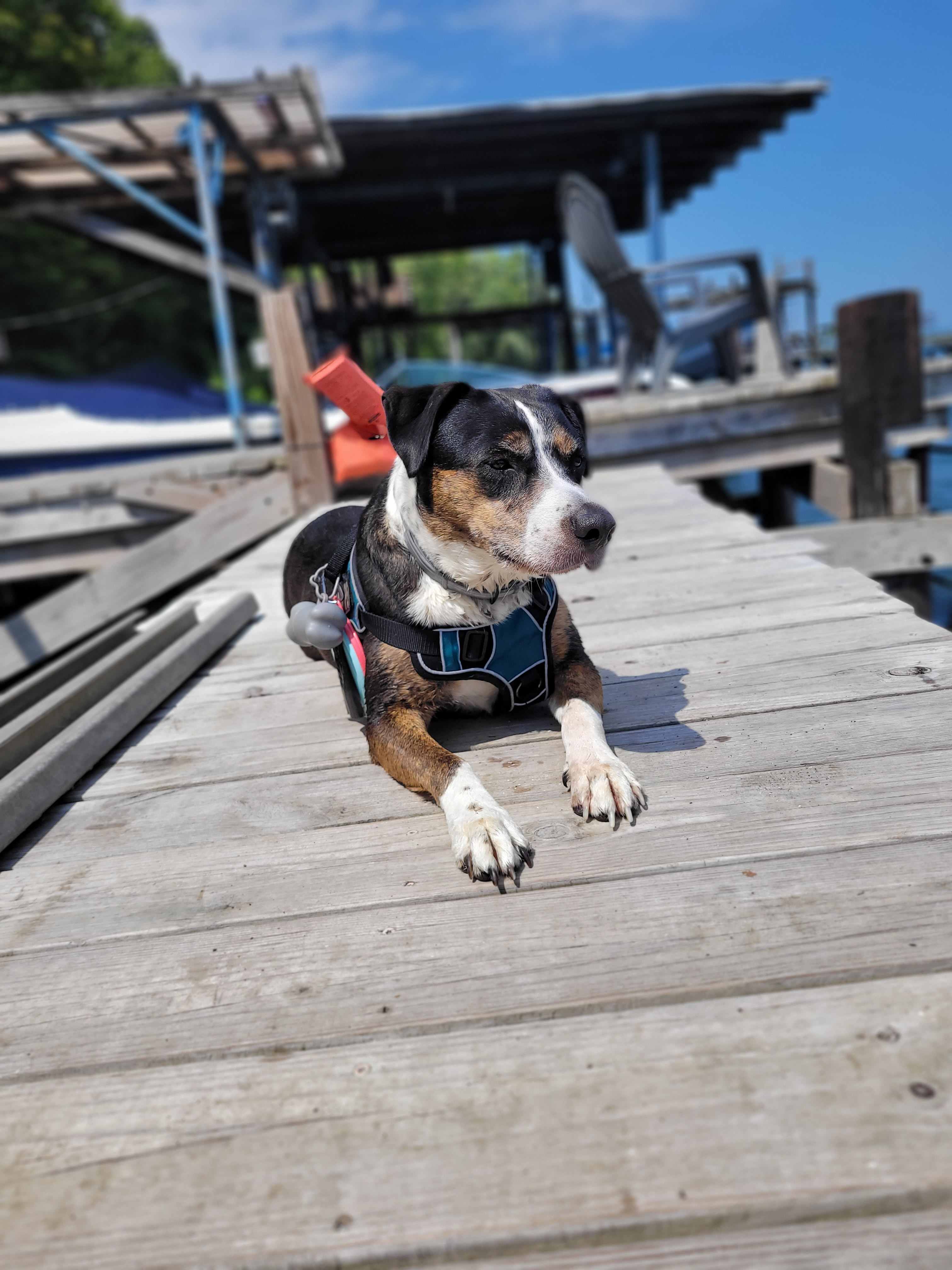 The Spotted Sandpiper
