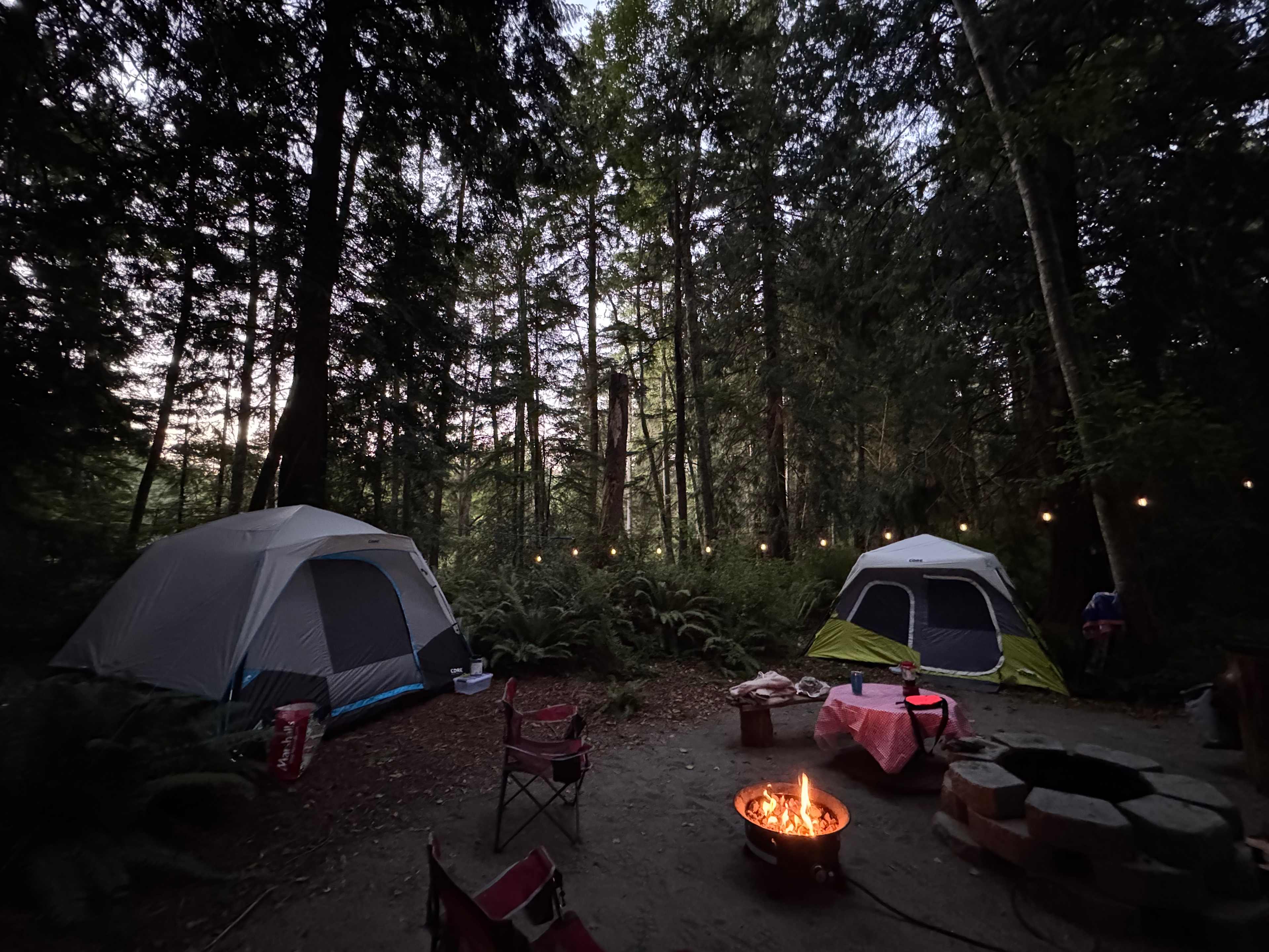 The Last Of The Wonder Woods