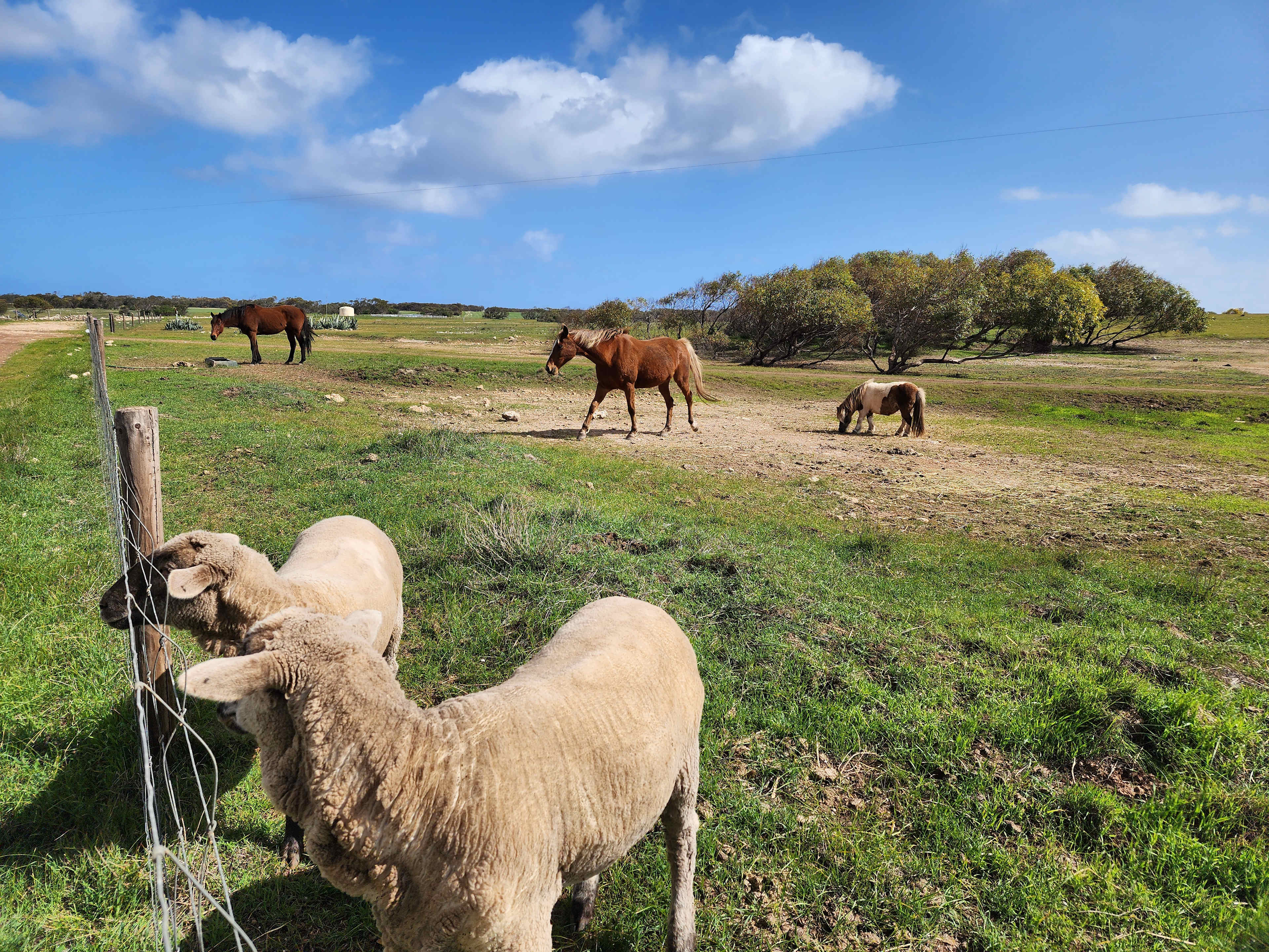 The animals on the farm.