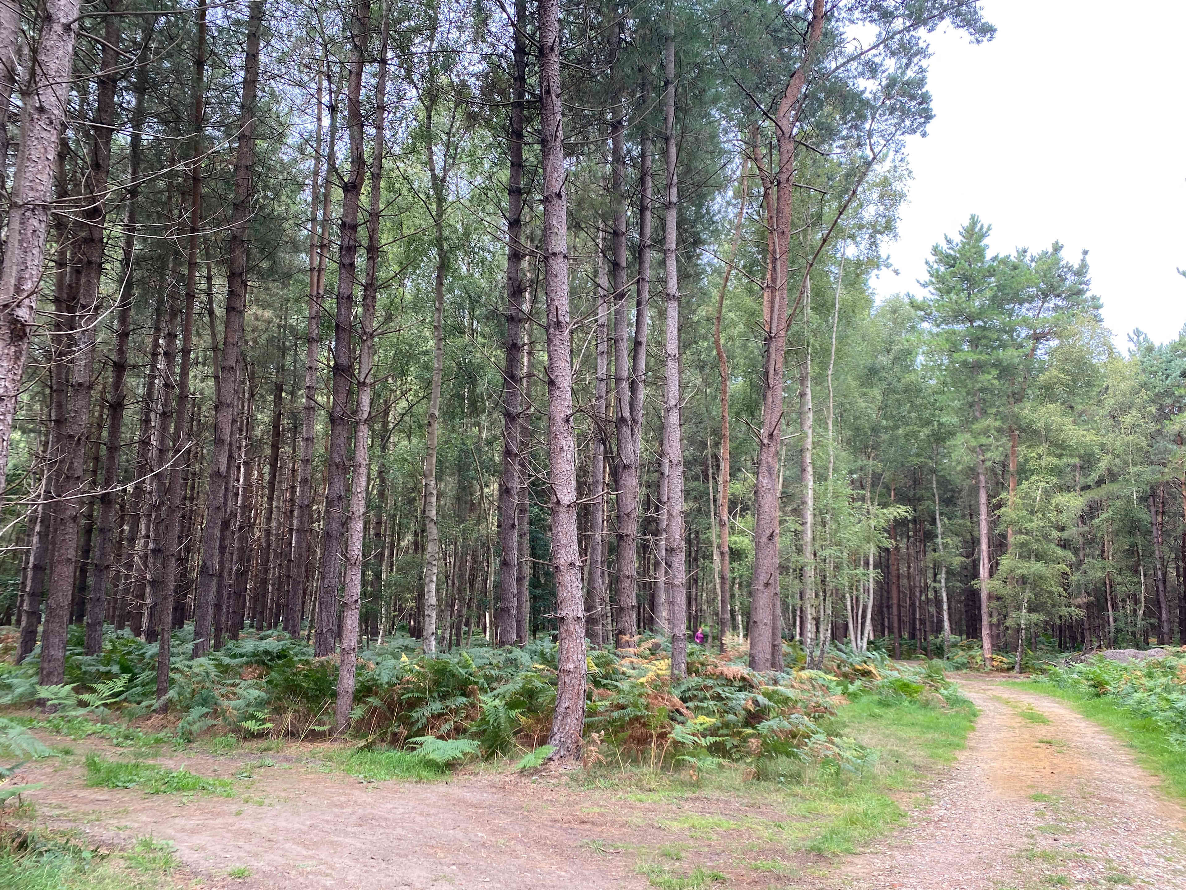 Holistic Woods Wild Campsite