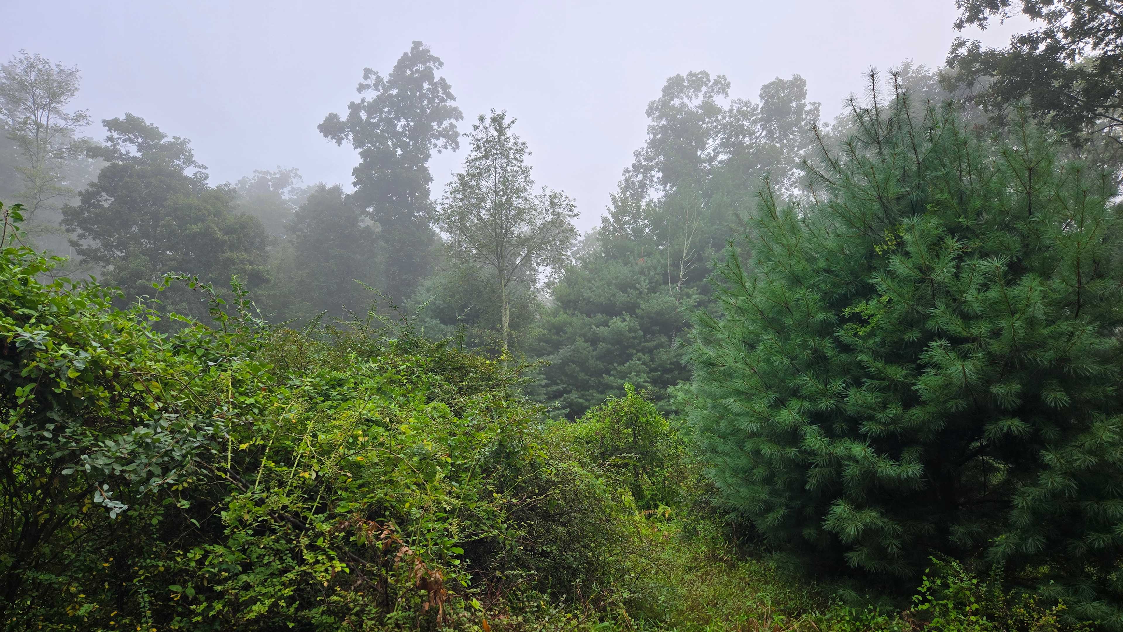 Morning after some rain