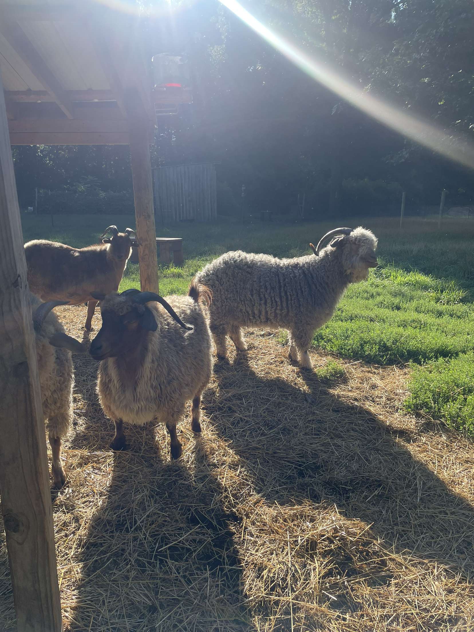 Hen and Hive Provisions