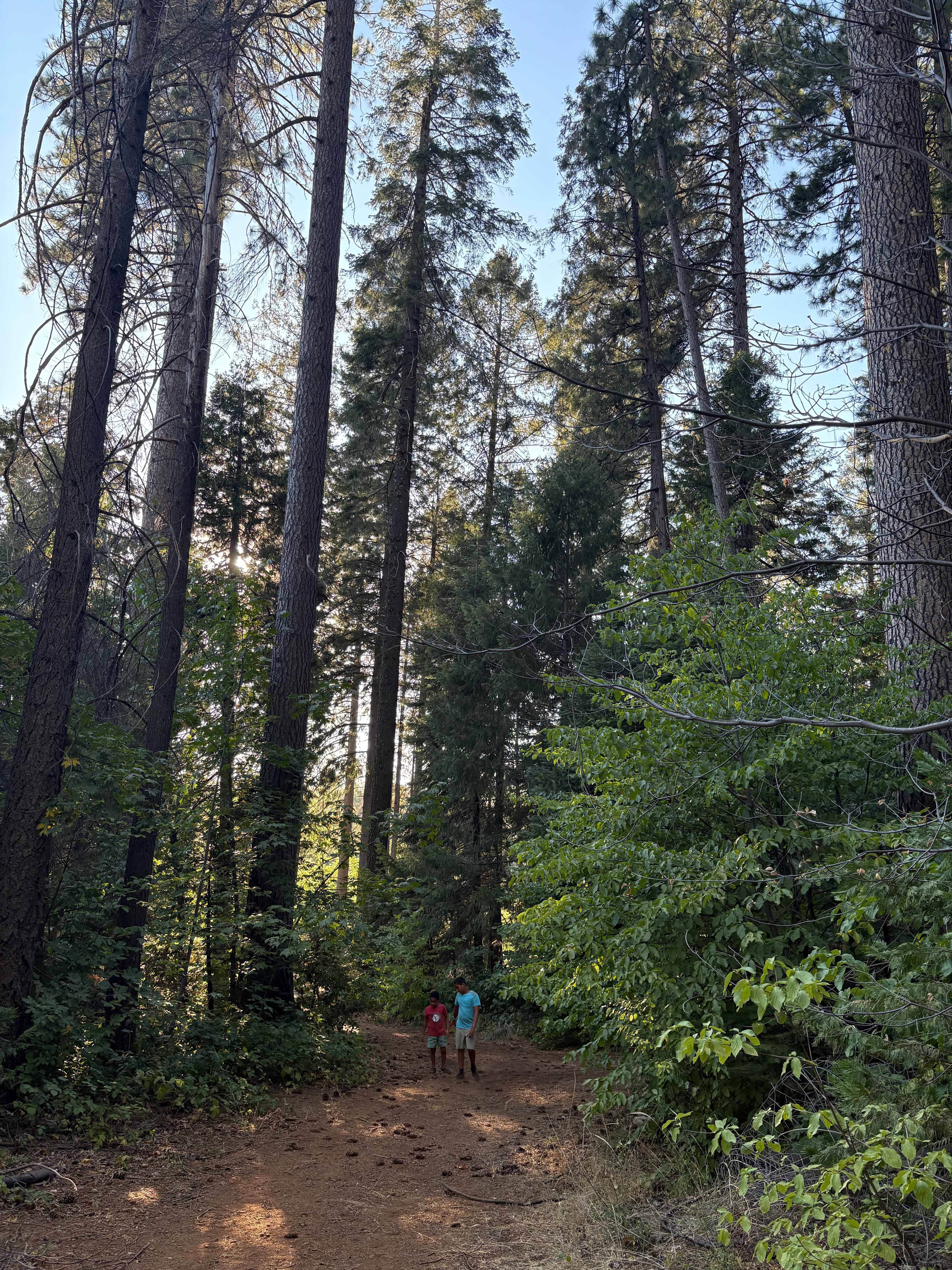 Harris Family Farm and Forest