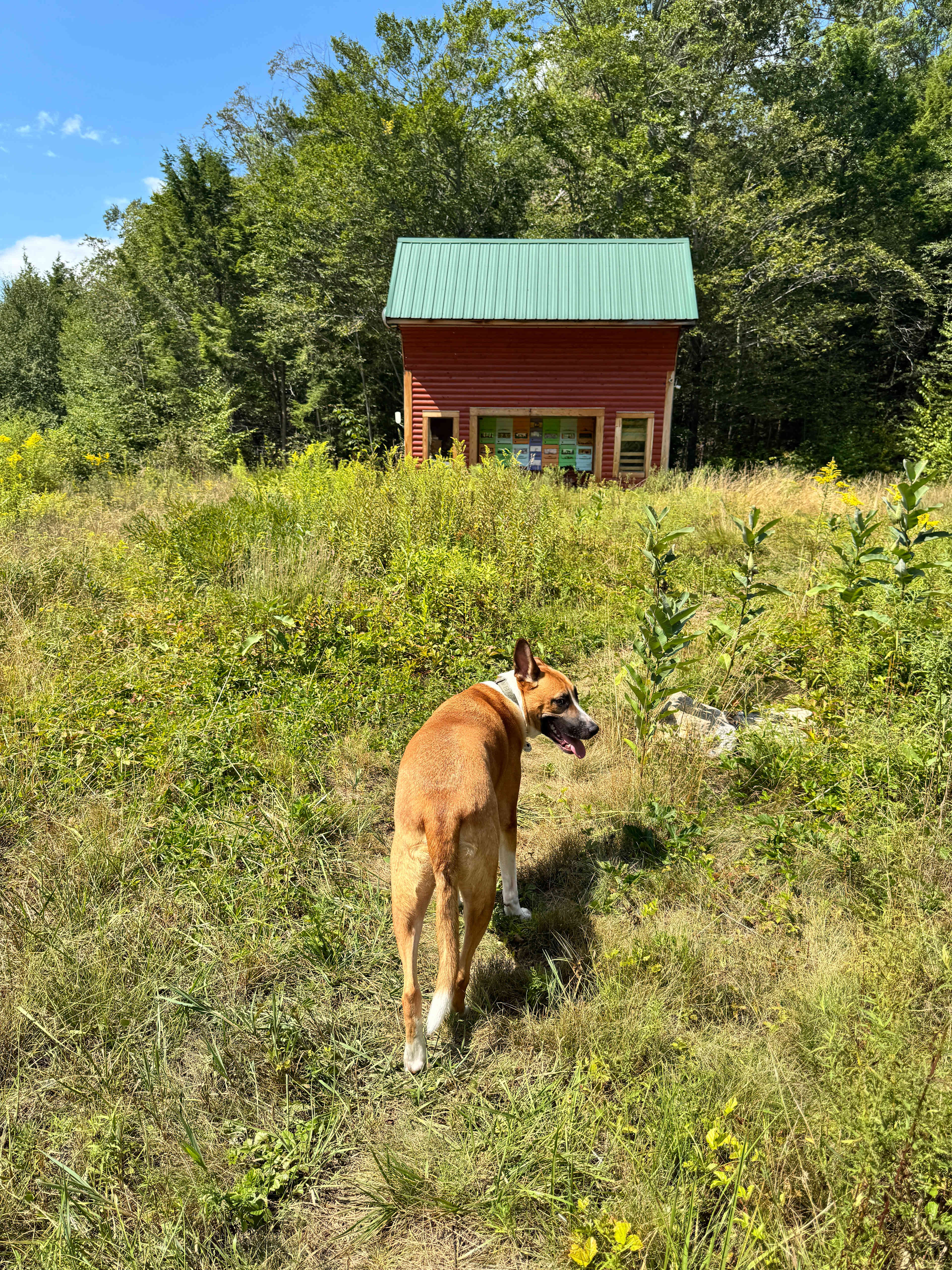 Our dog loved the land, too! 