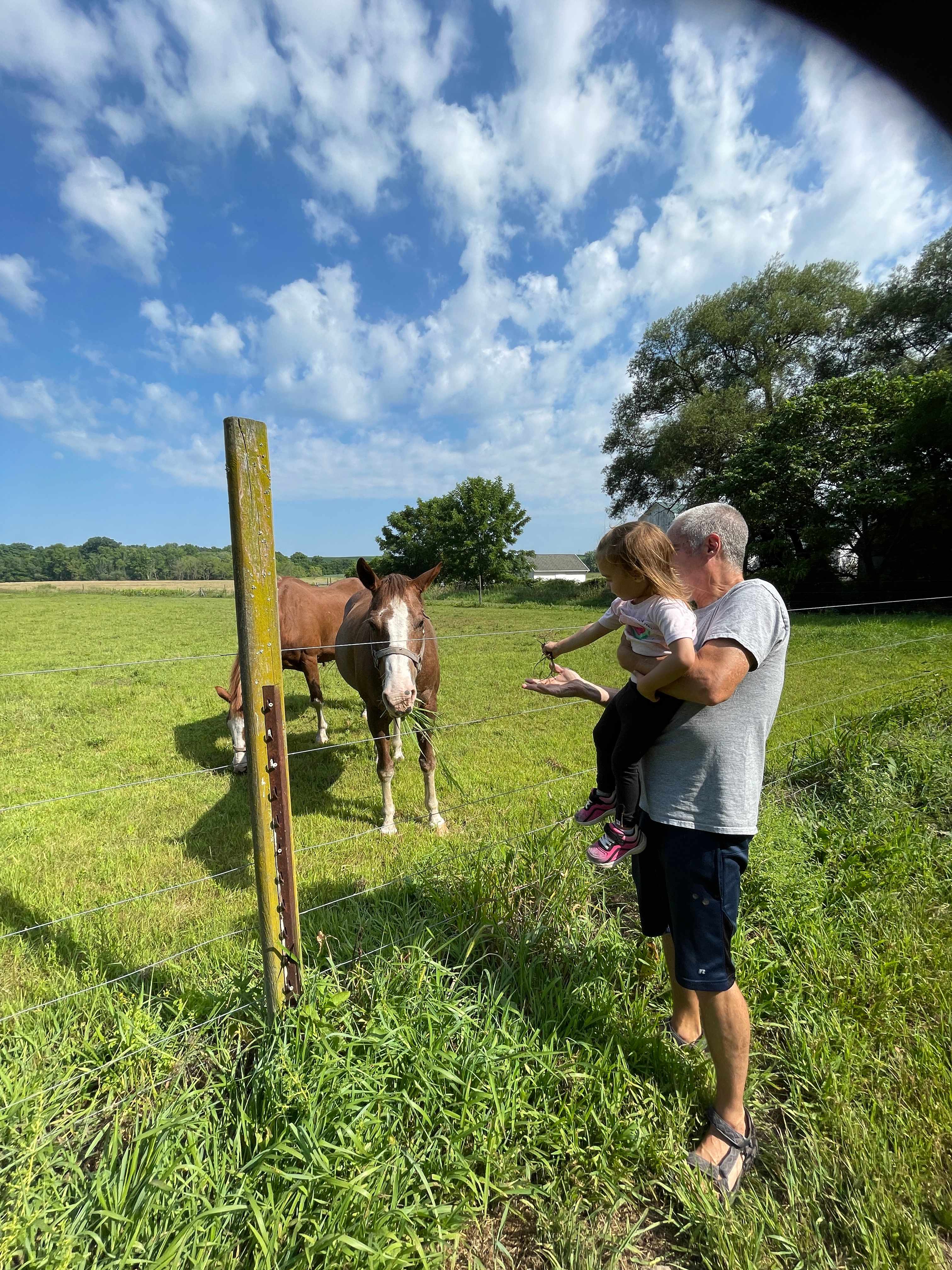 Papa and granddaughter saying hi to the horses