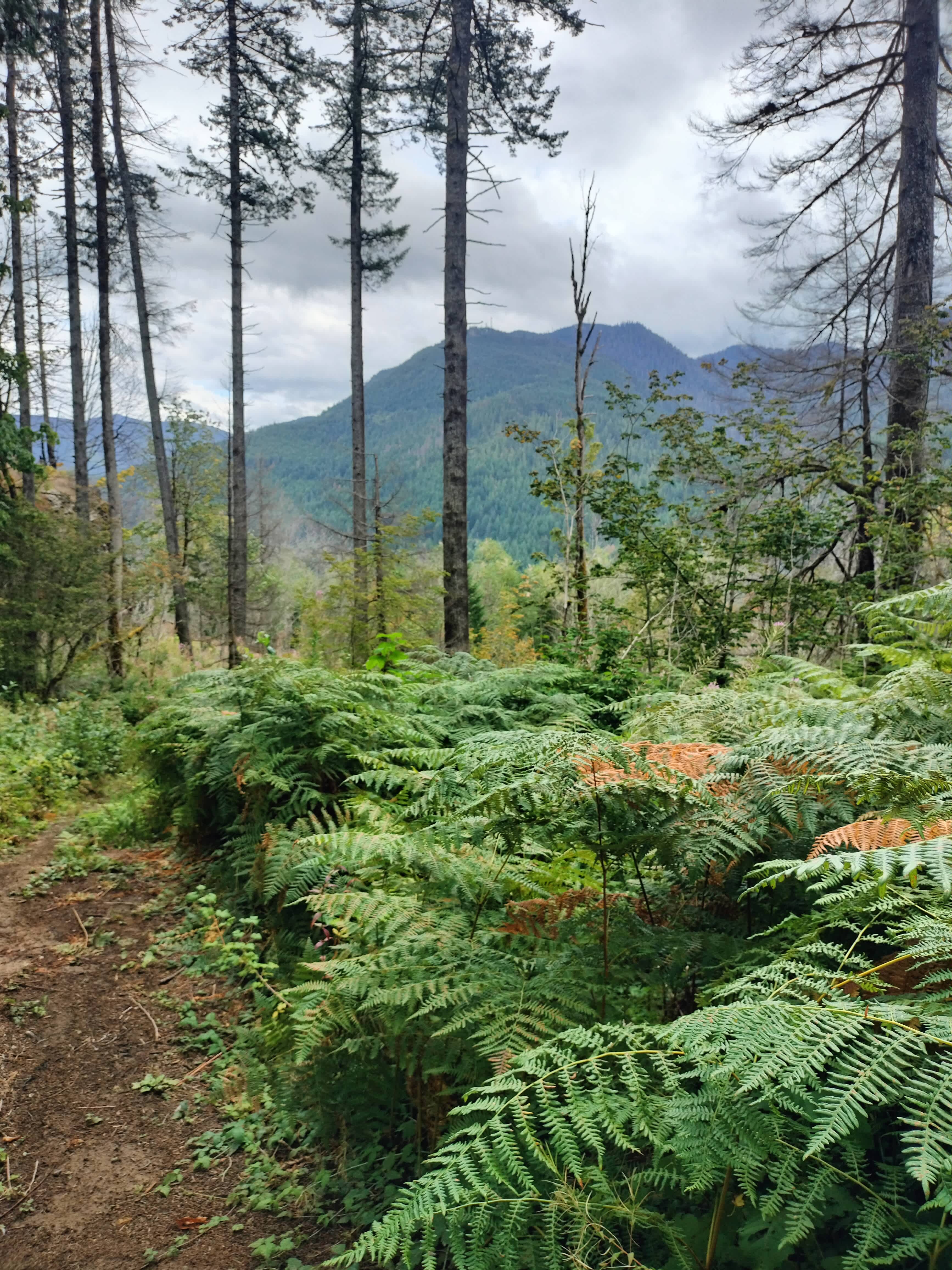 Earth Biscuits Skykomish Campground