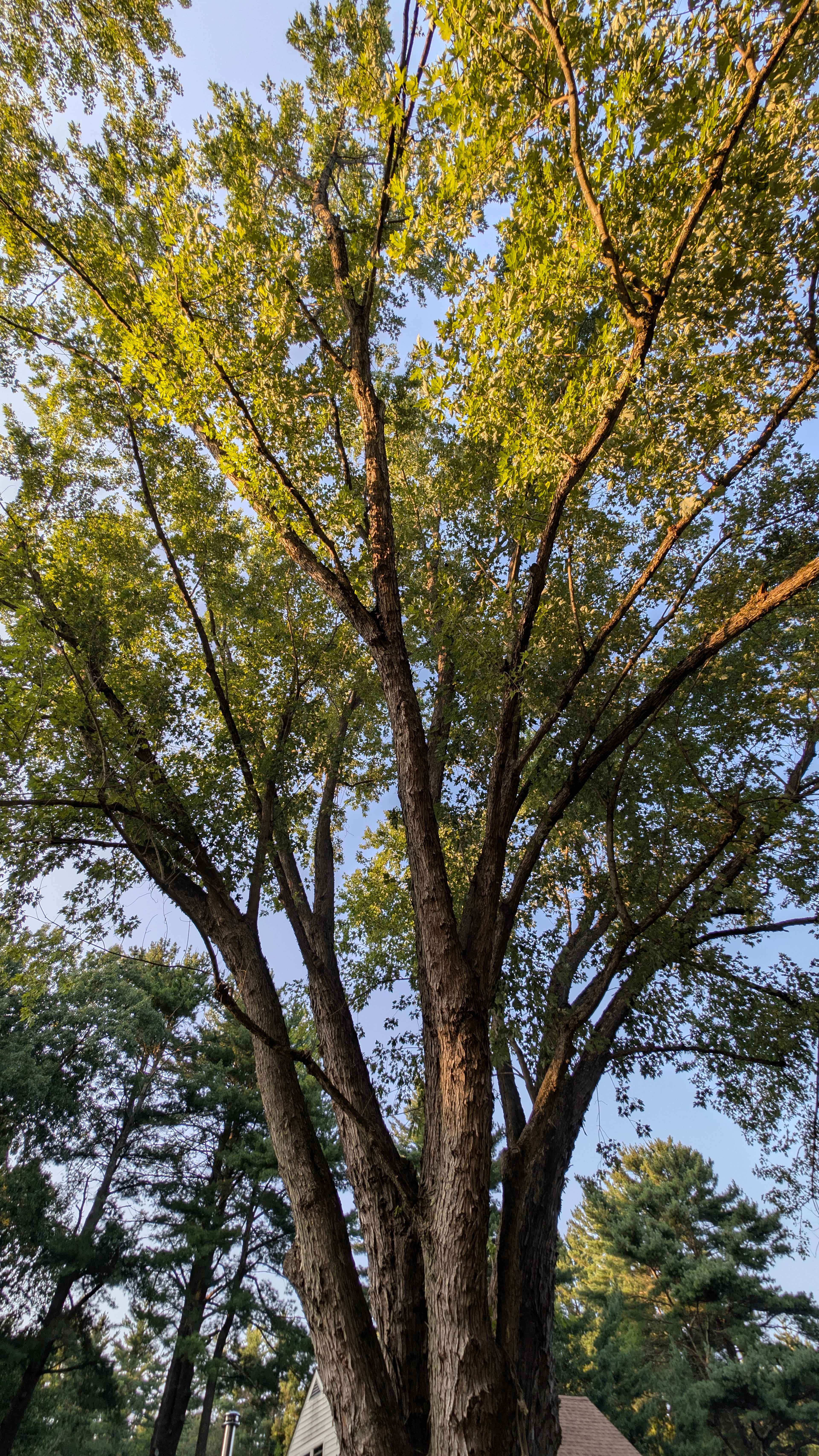 Quiet rural organic property