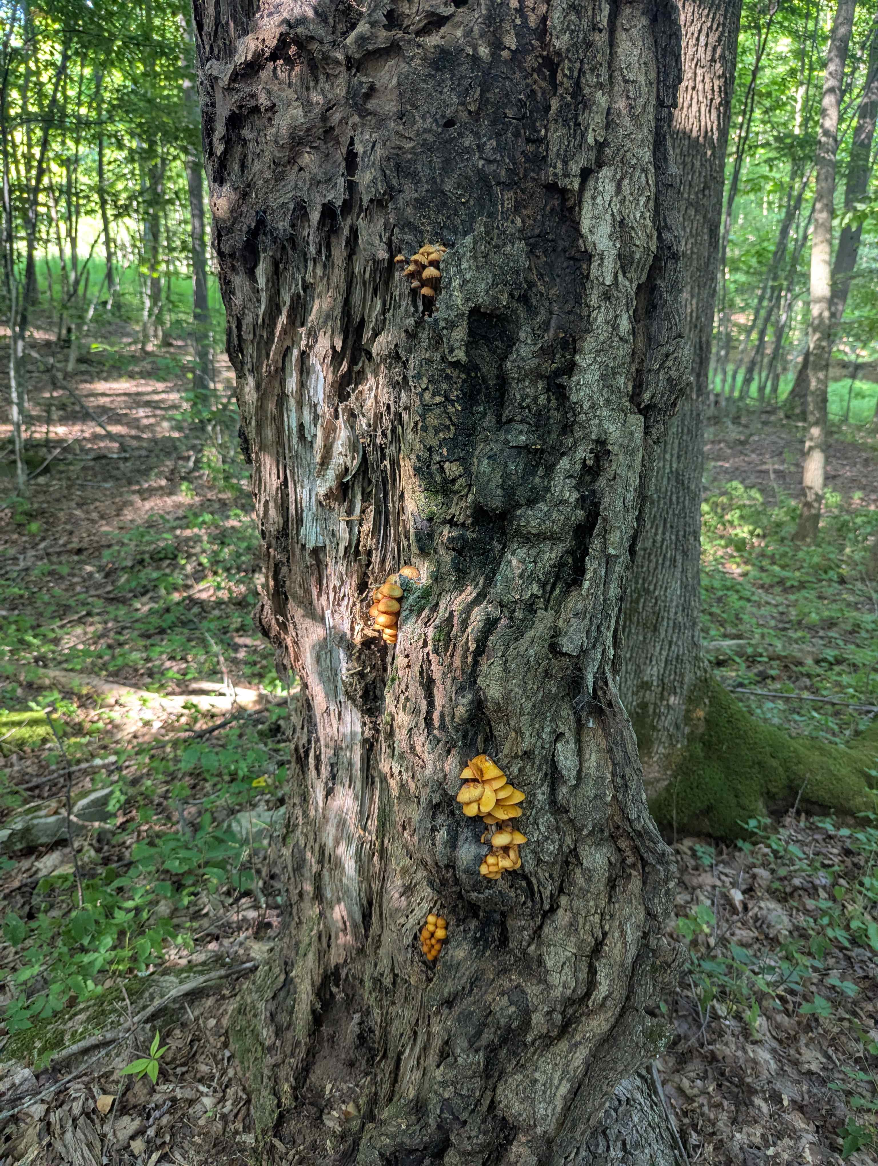 Some cool mushrooms found on one of the hiking trails