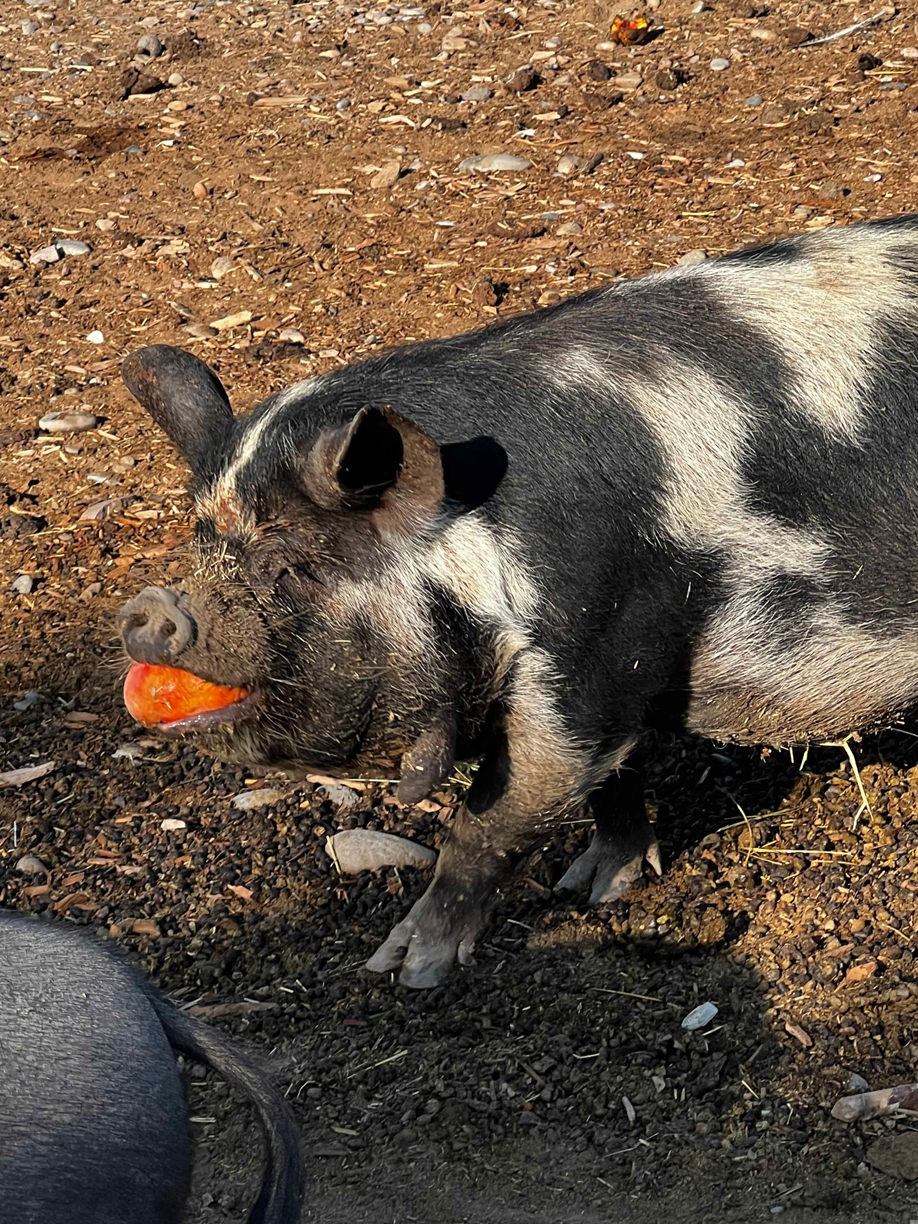 Colorado River Animal Sanctuary