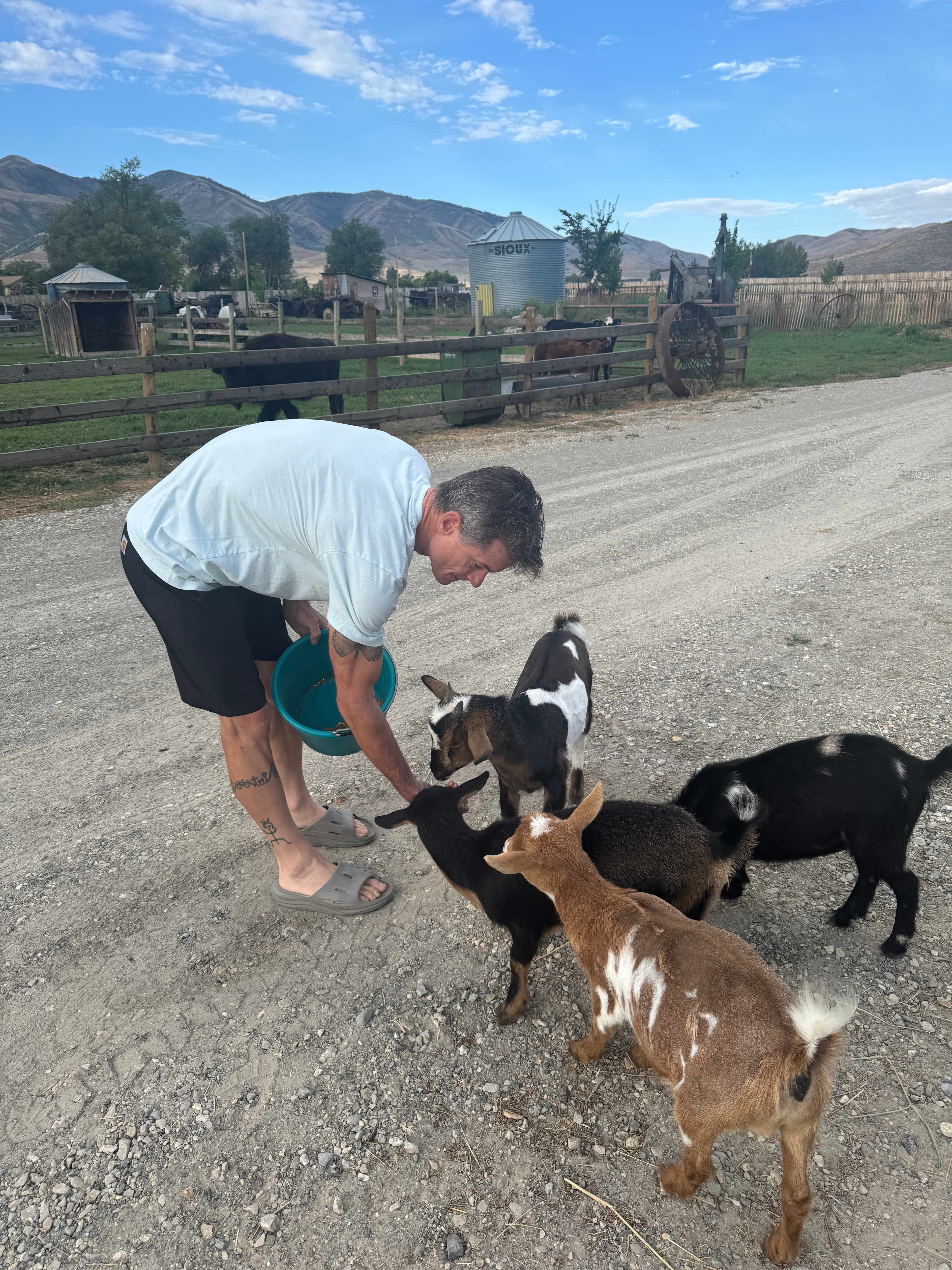 Crazy Cow Farm Adventures