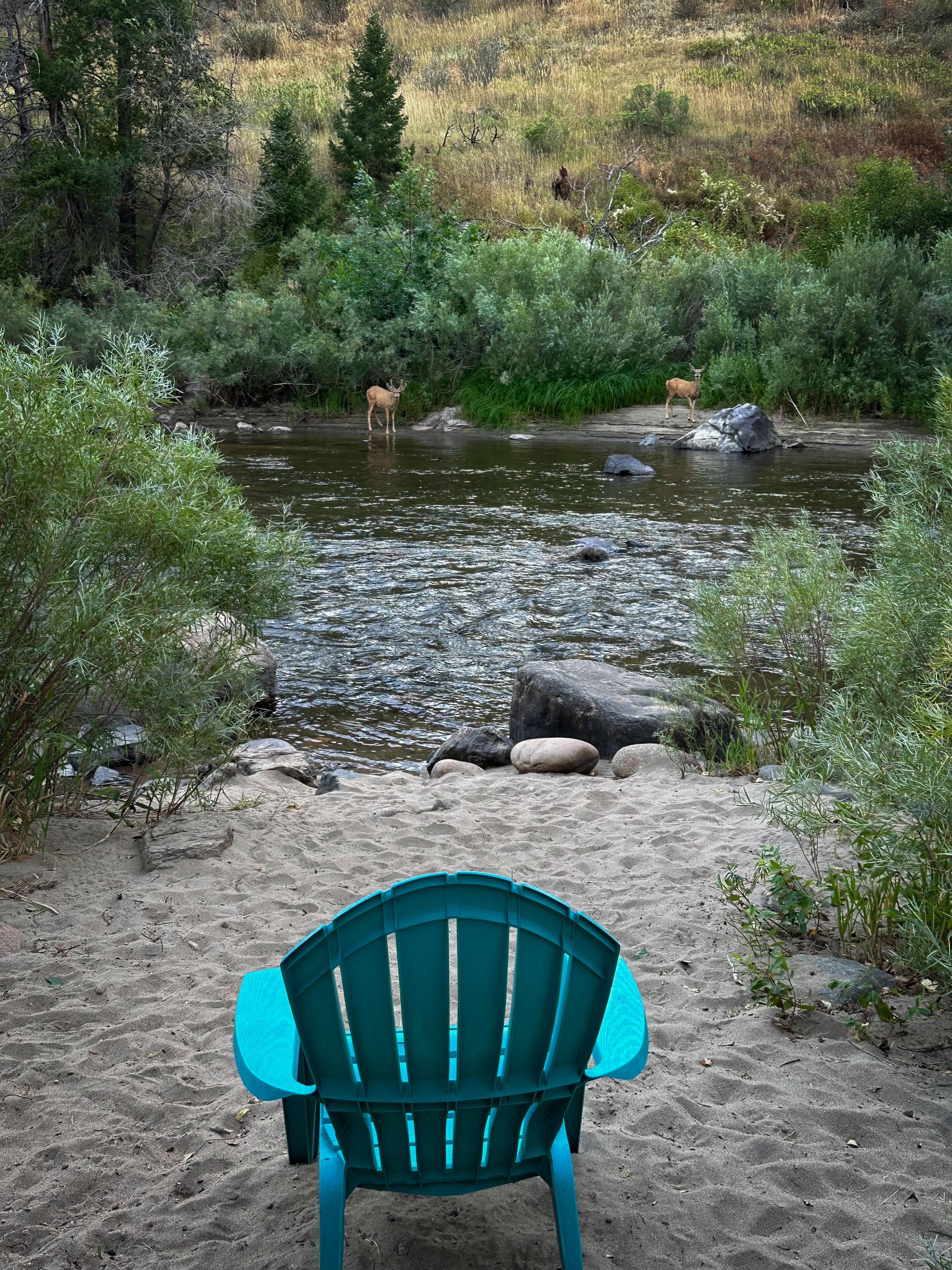 We had two very curious deer visit across the river one morning