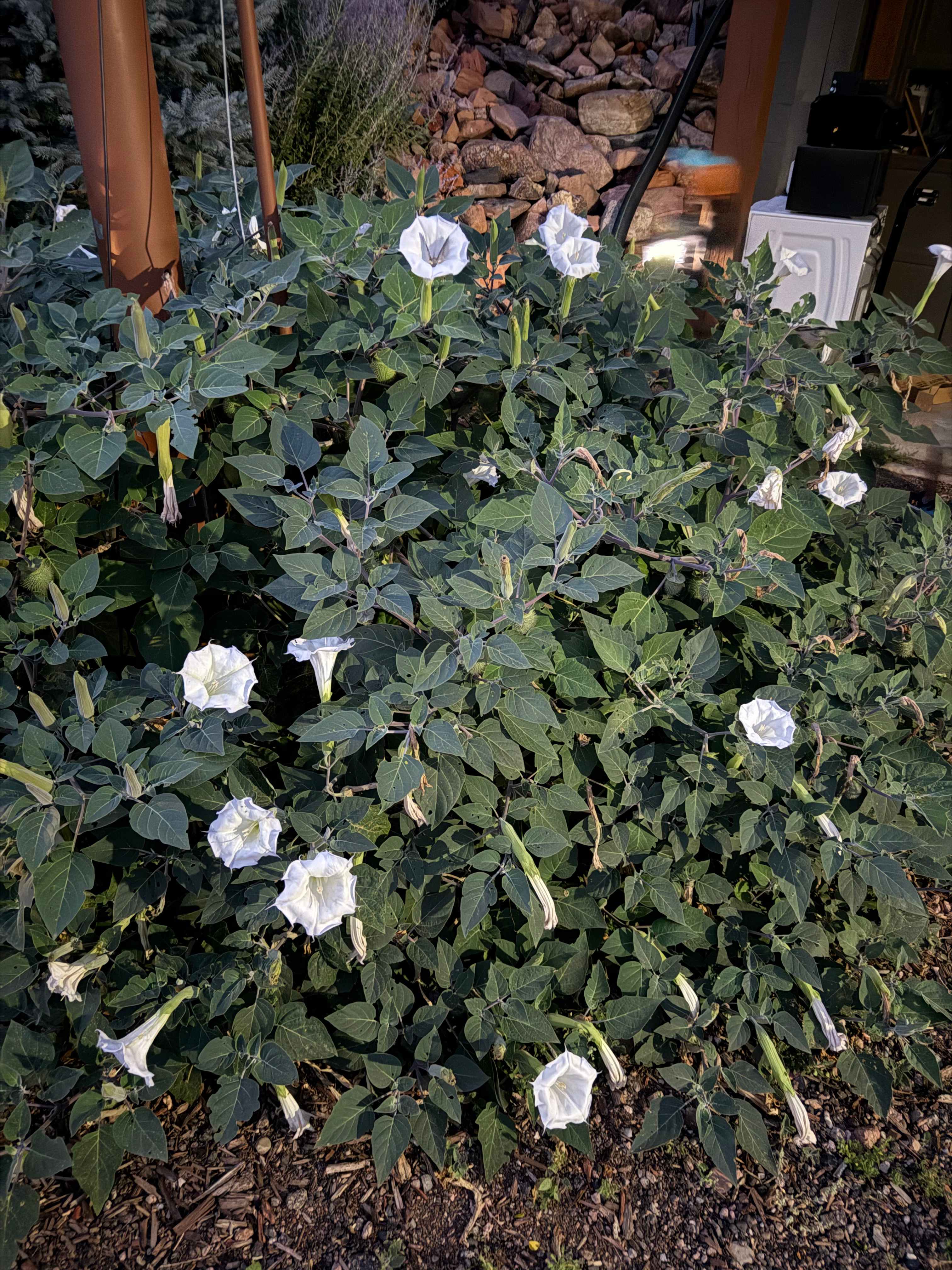 Cliffs Edge campsite