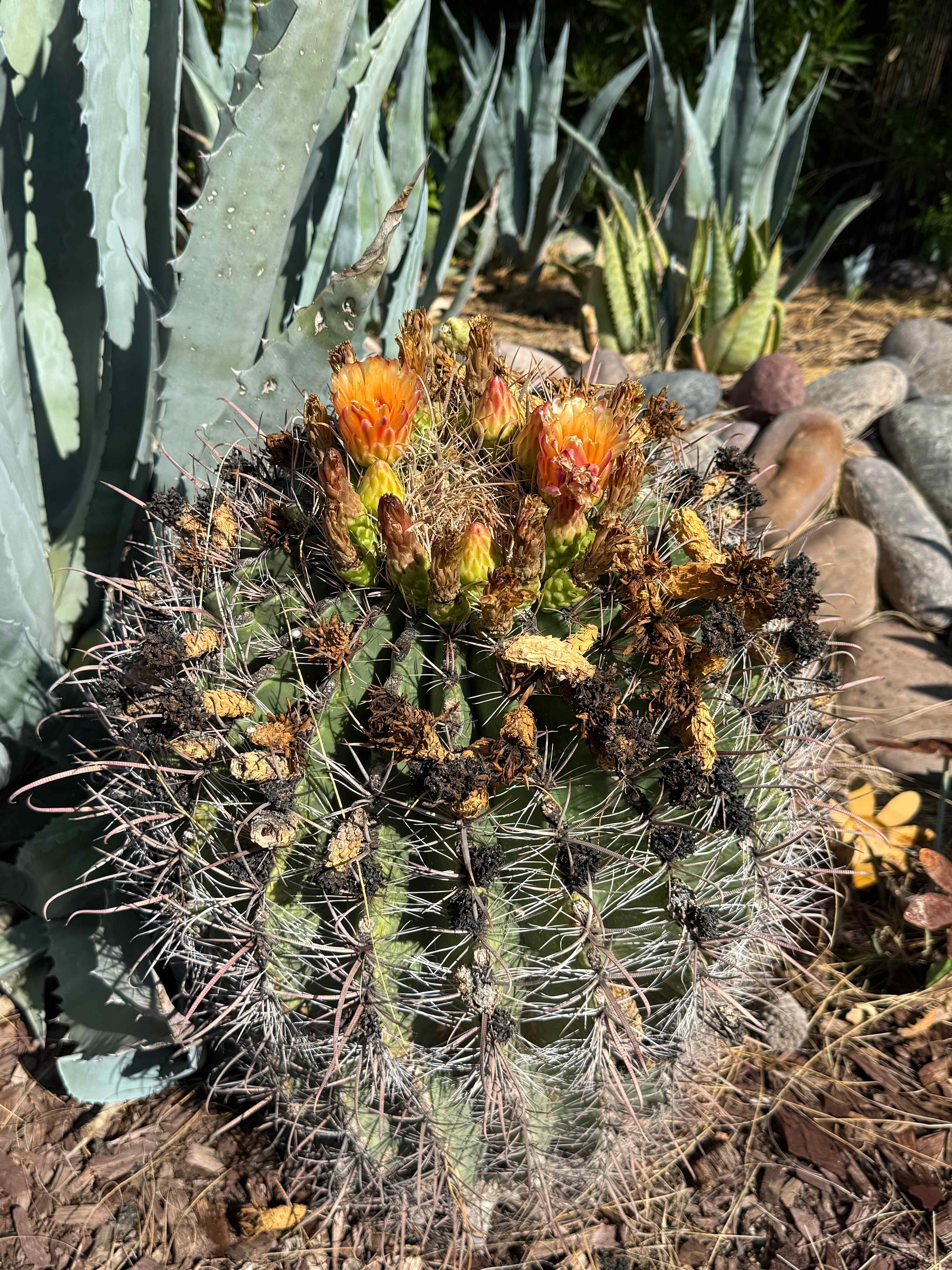 Roadrunner Tucson Birds and Cacti