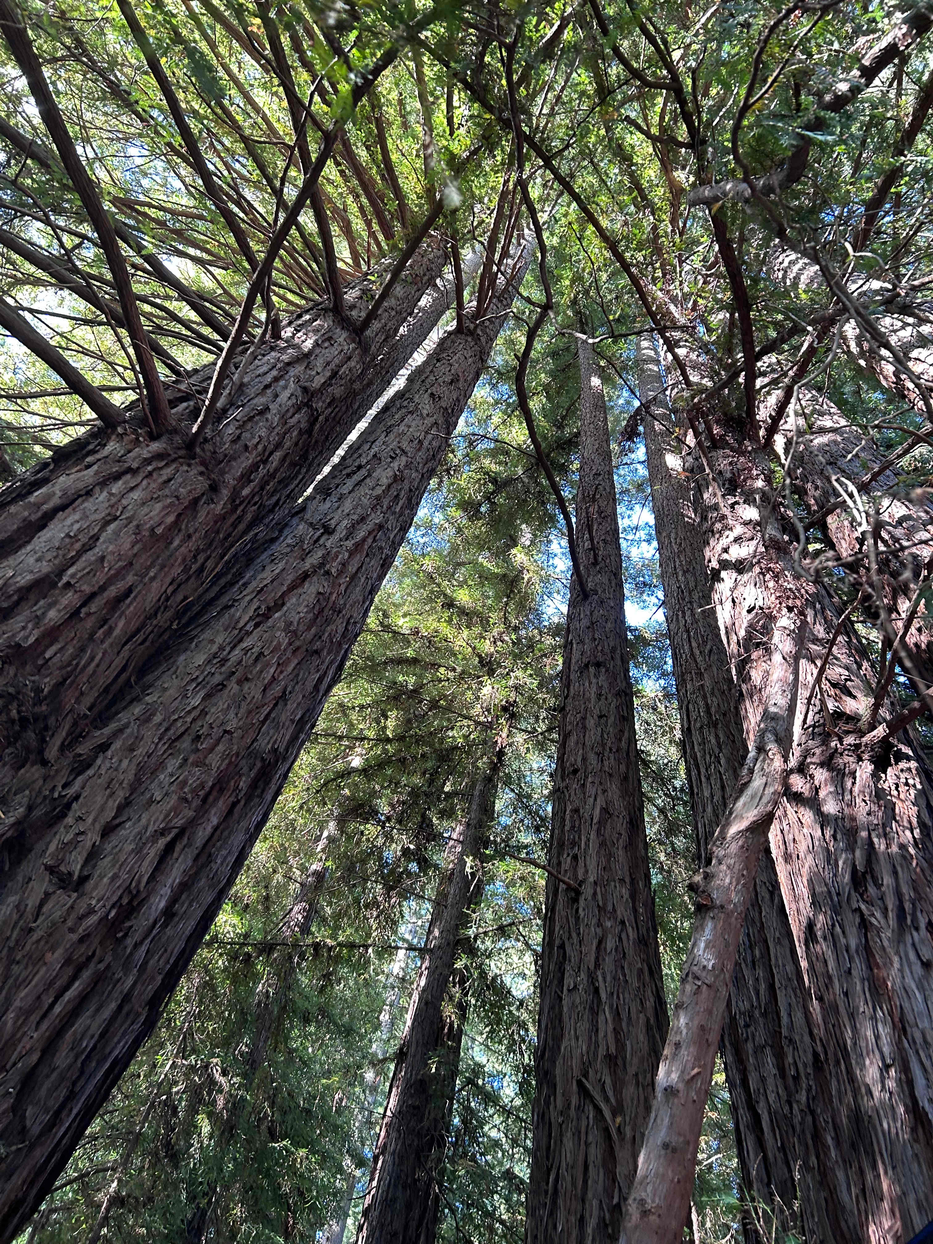 Amaya Creek Redwood Campground