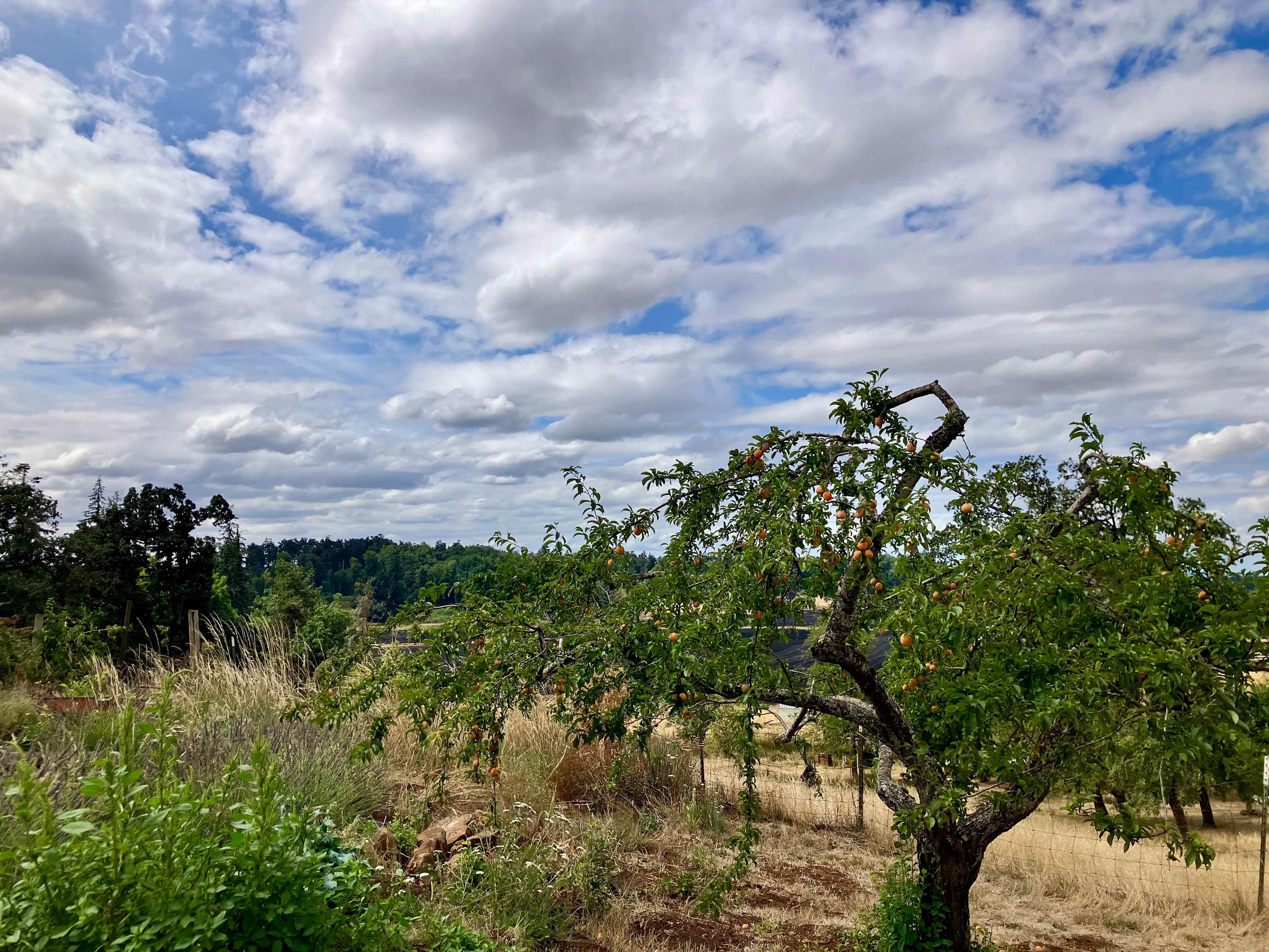 GeerCrest Farm