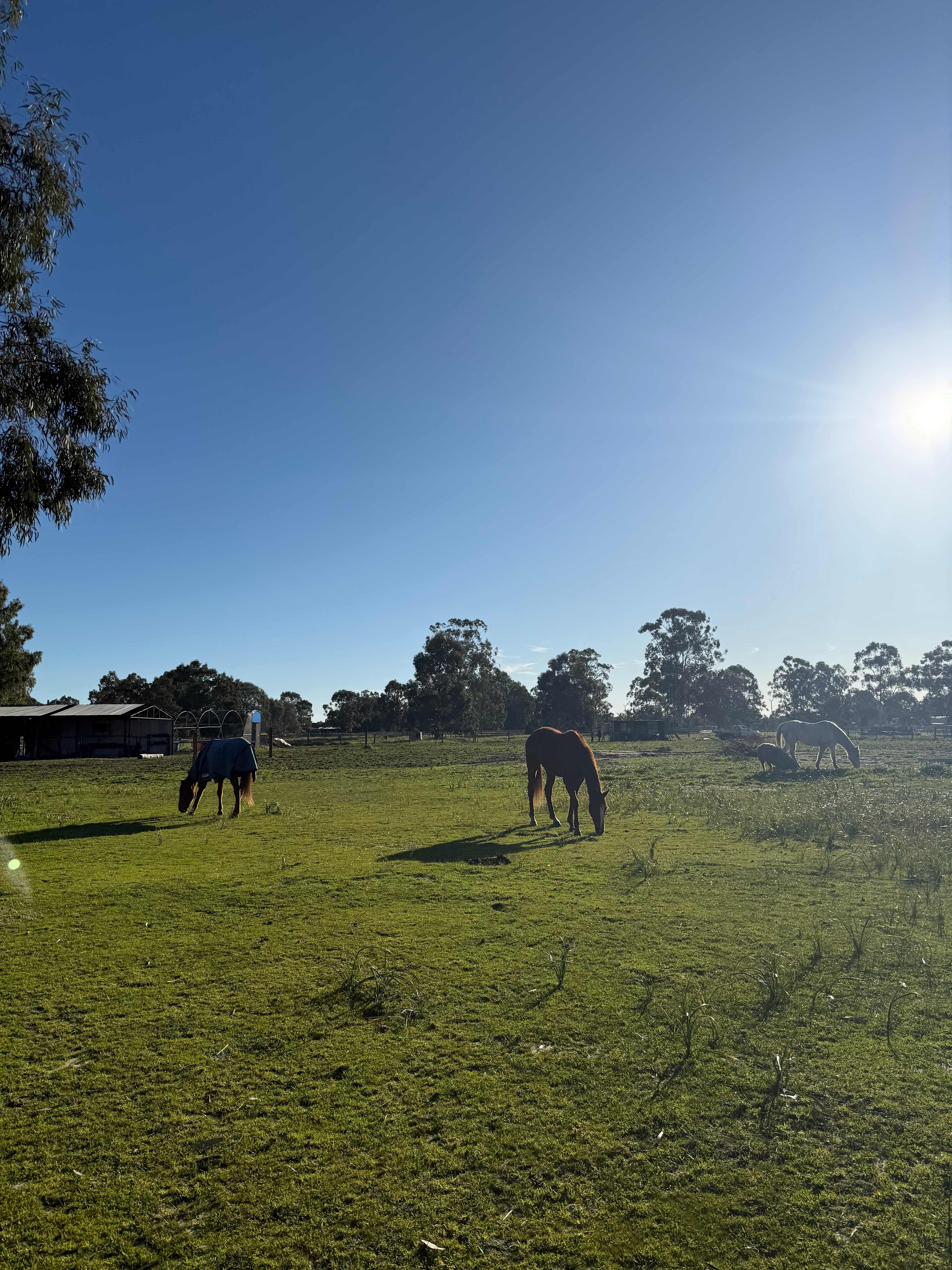 Everything Horses Ltd