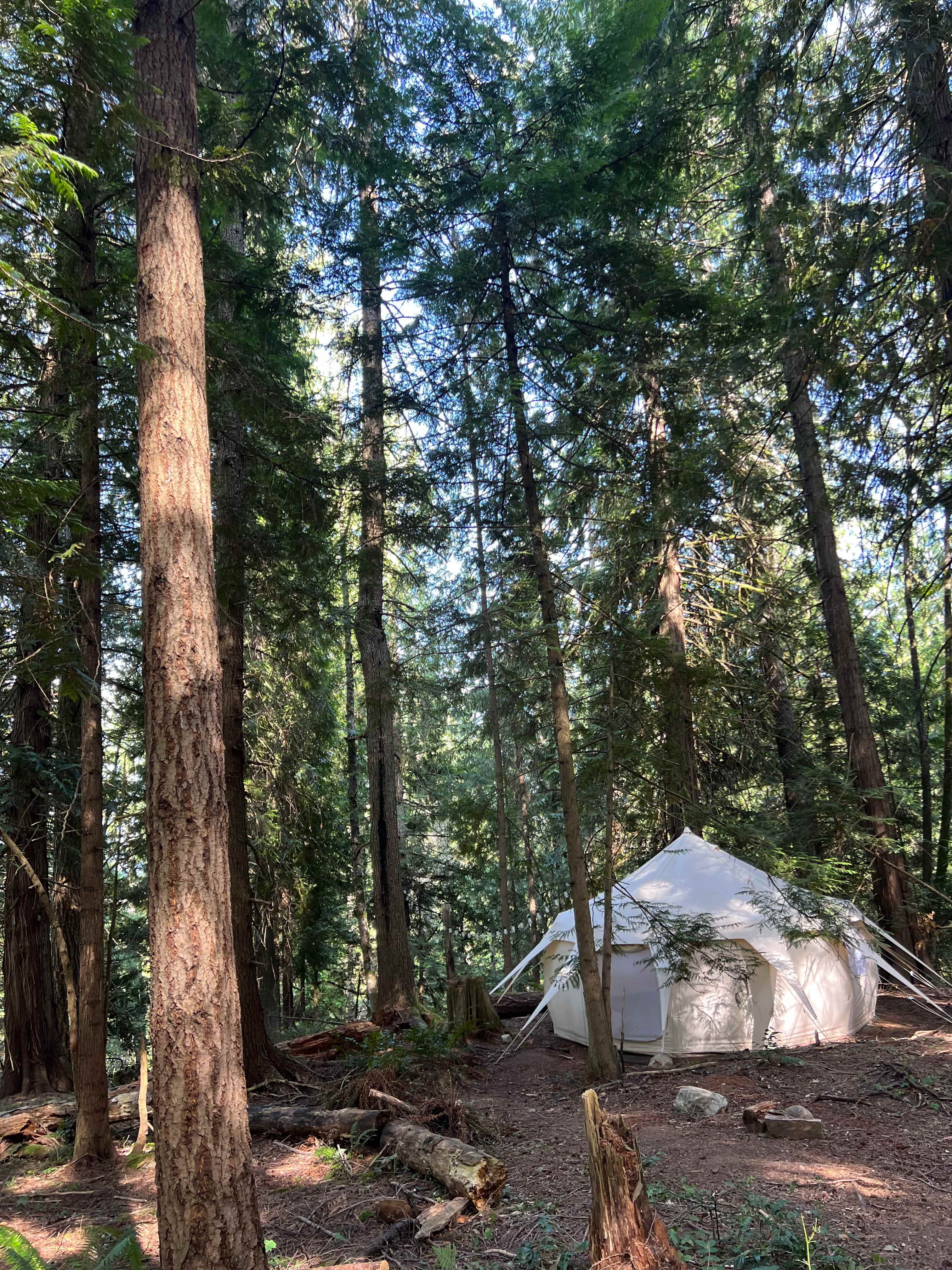 Woodland at The Shamba