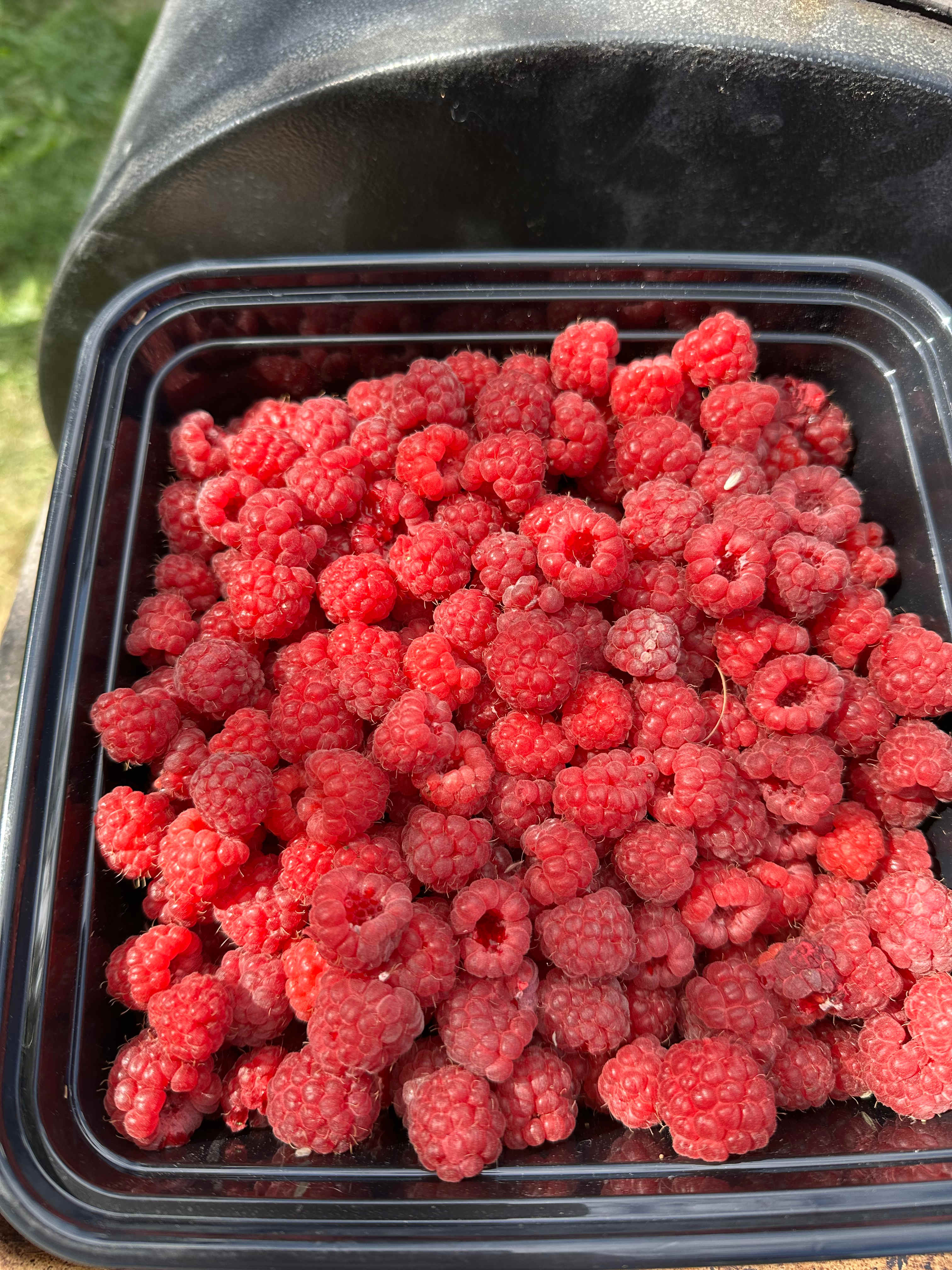 Tons of raspberries 