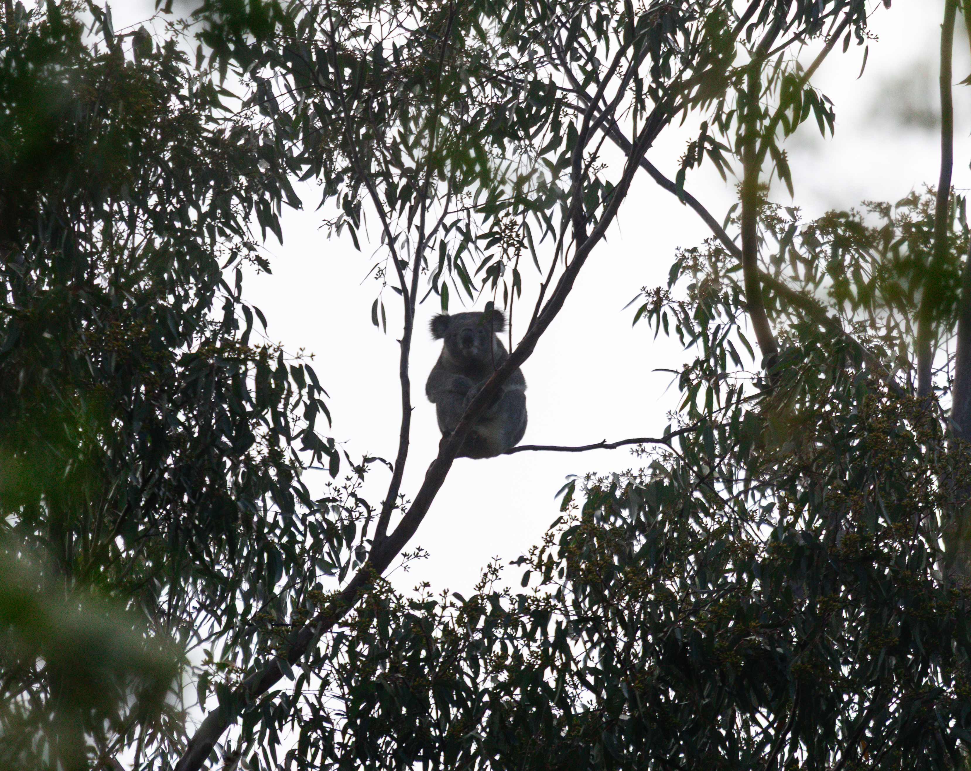 Wollombi Private Earthways camp