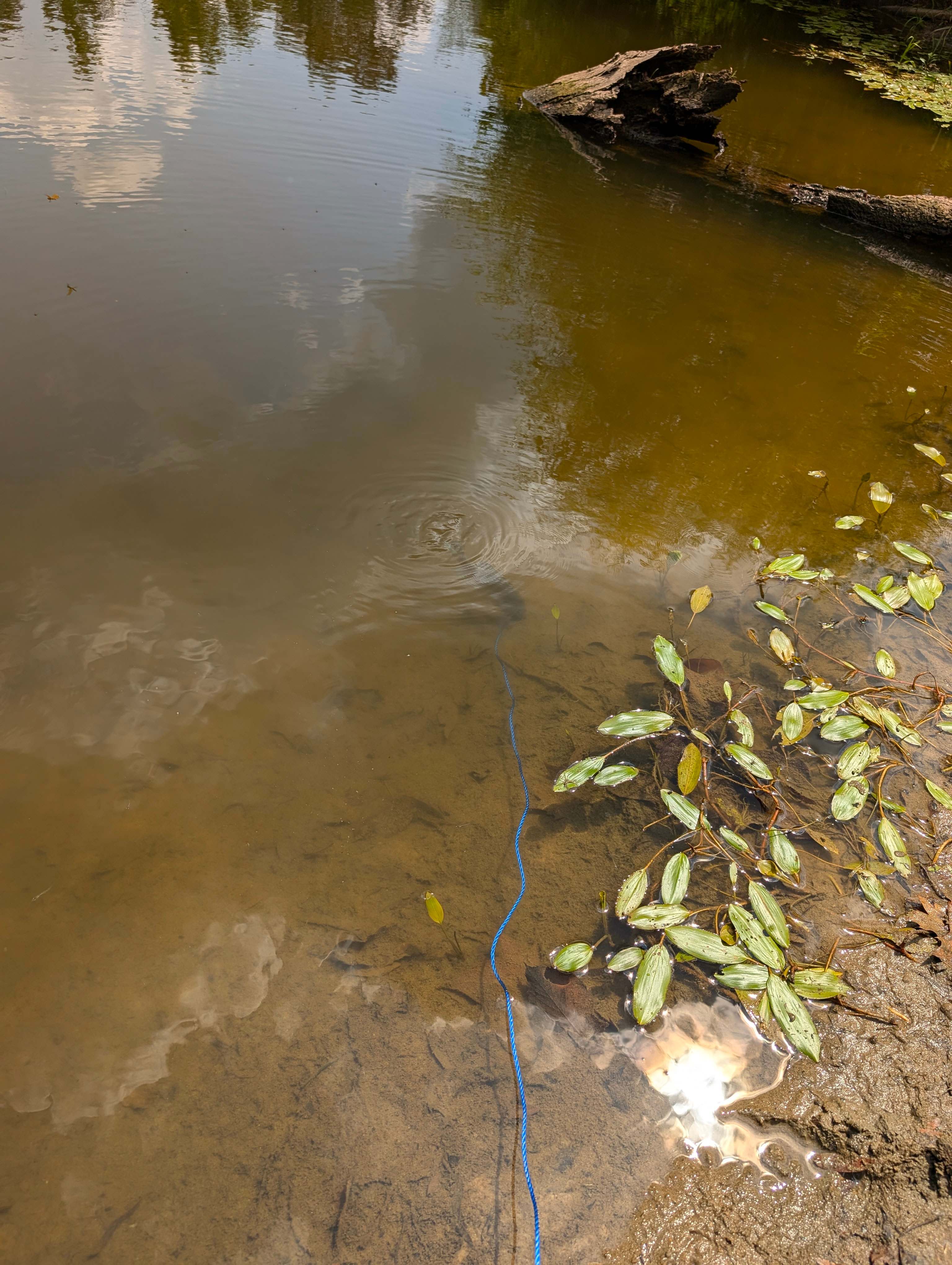 MoonRise Cabin-Farm w/ Trails