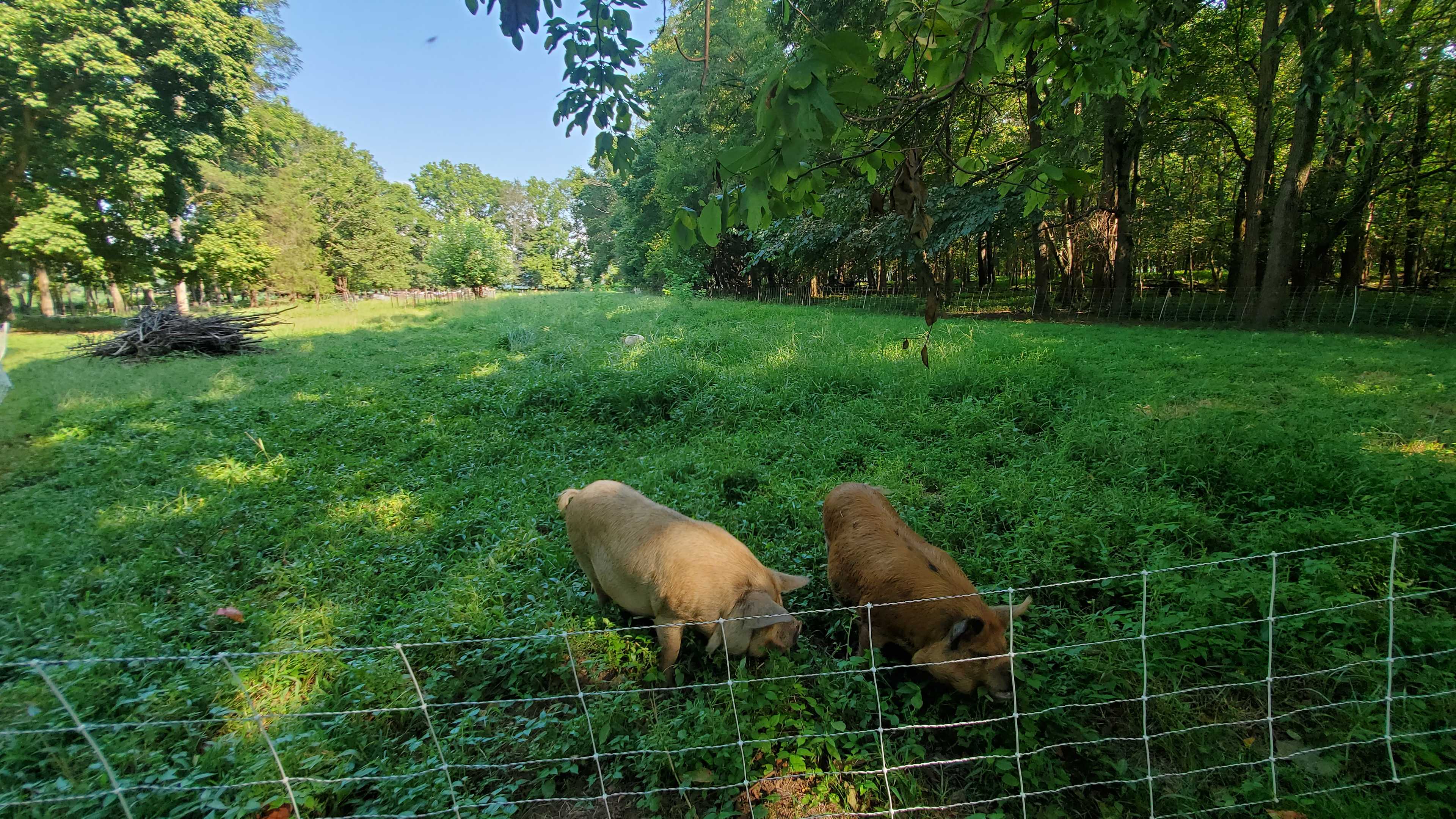 MoonLight Grove Farm