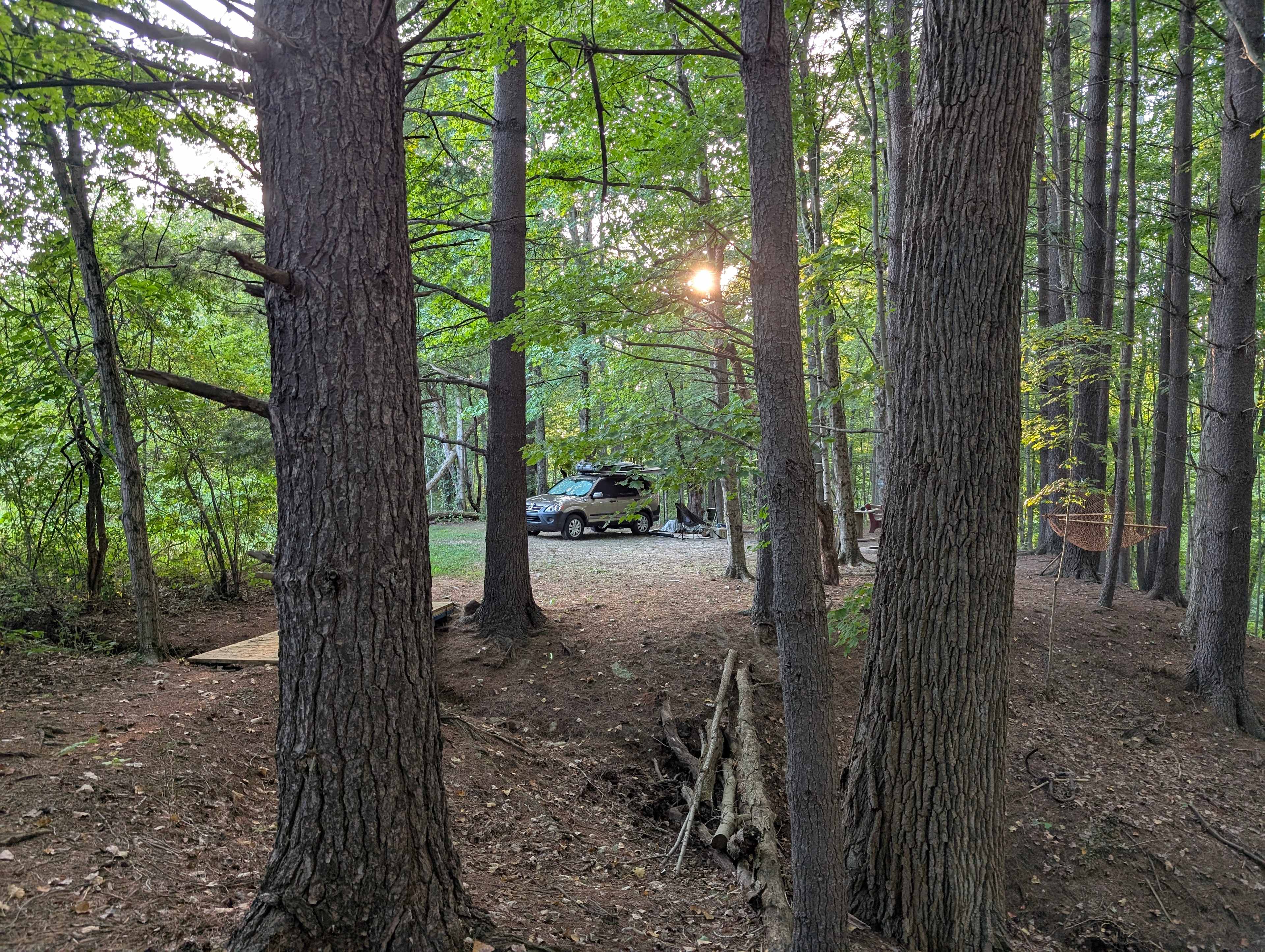 The McIntosh Pines