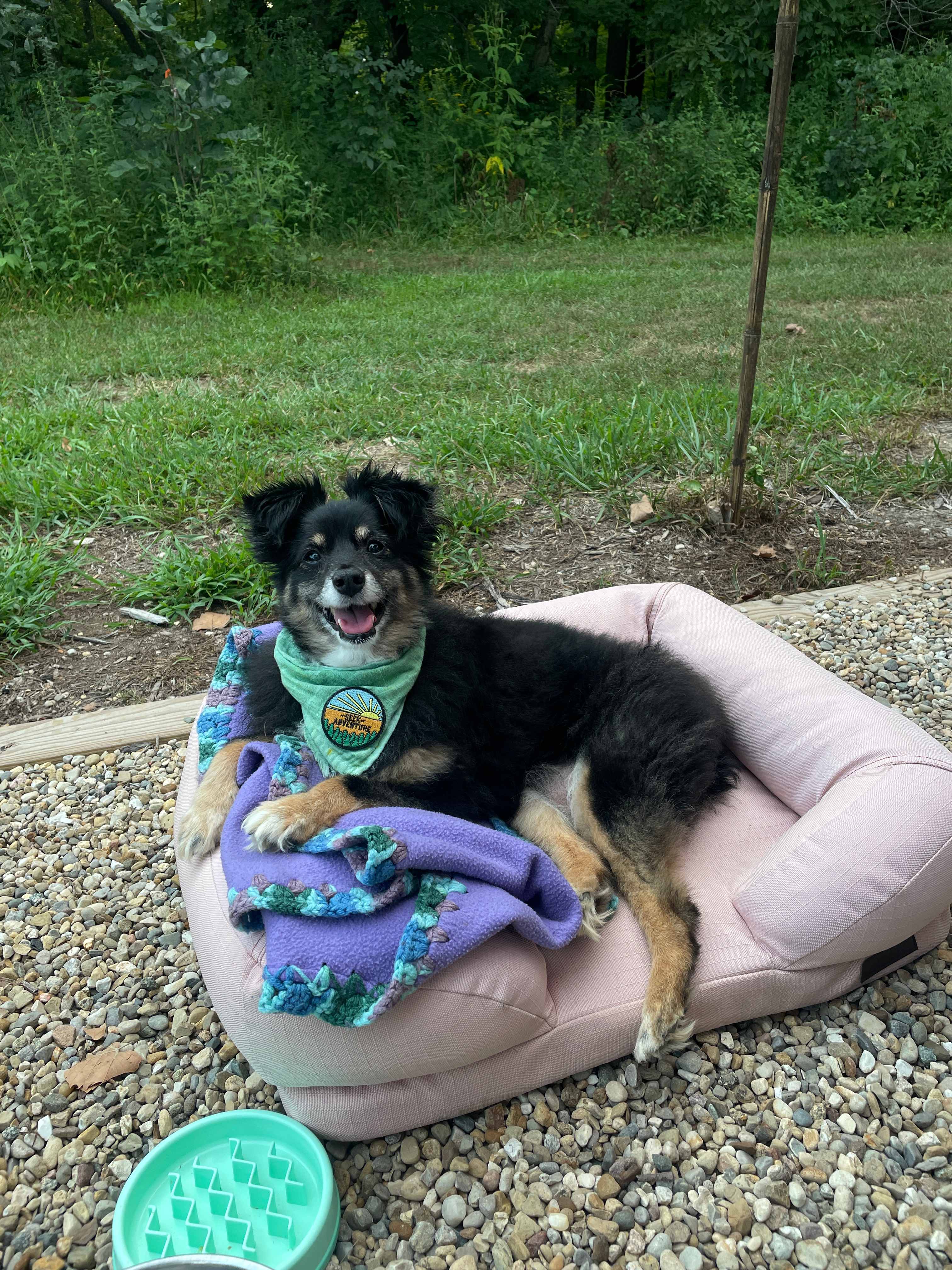 Camp dog