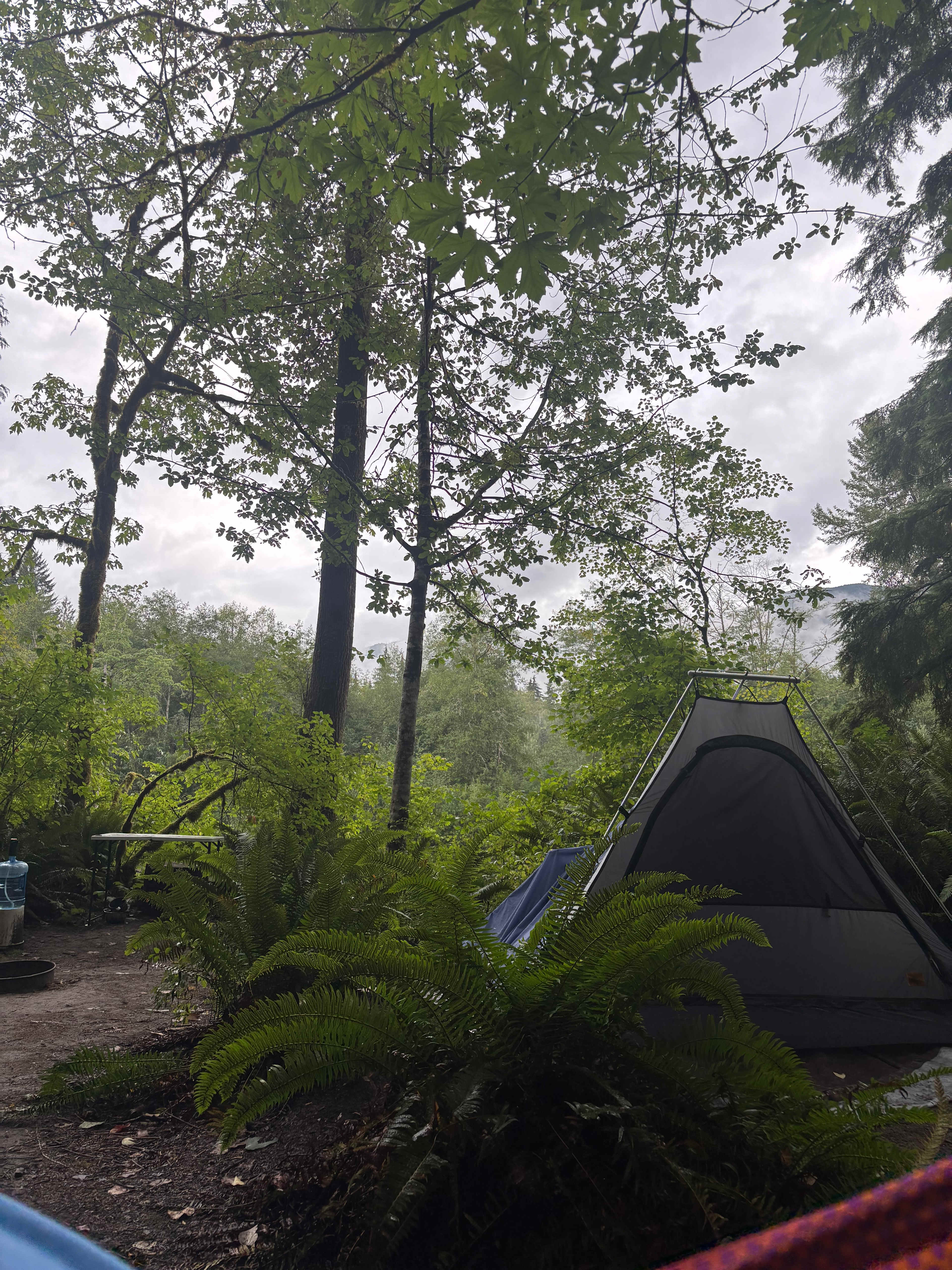 Electric Blue Lady's Land'