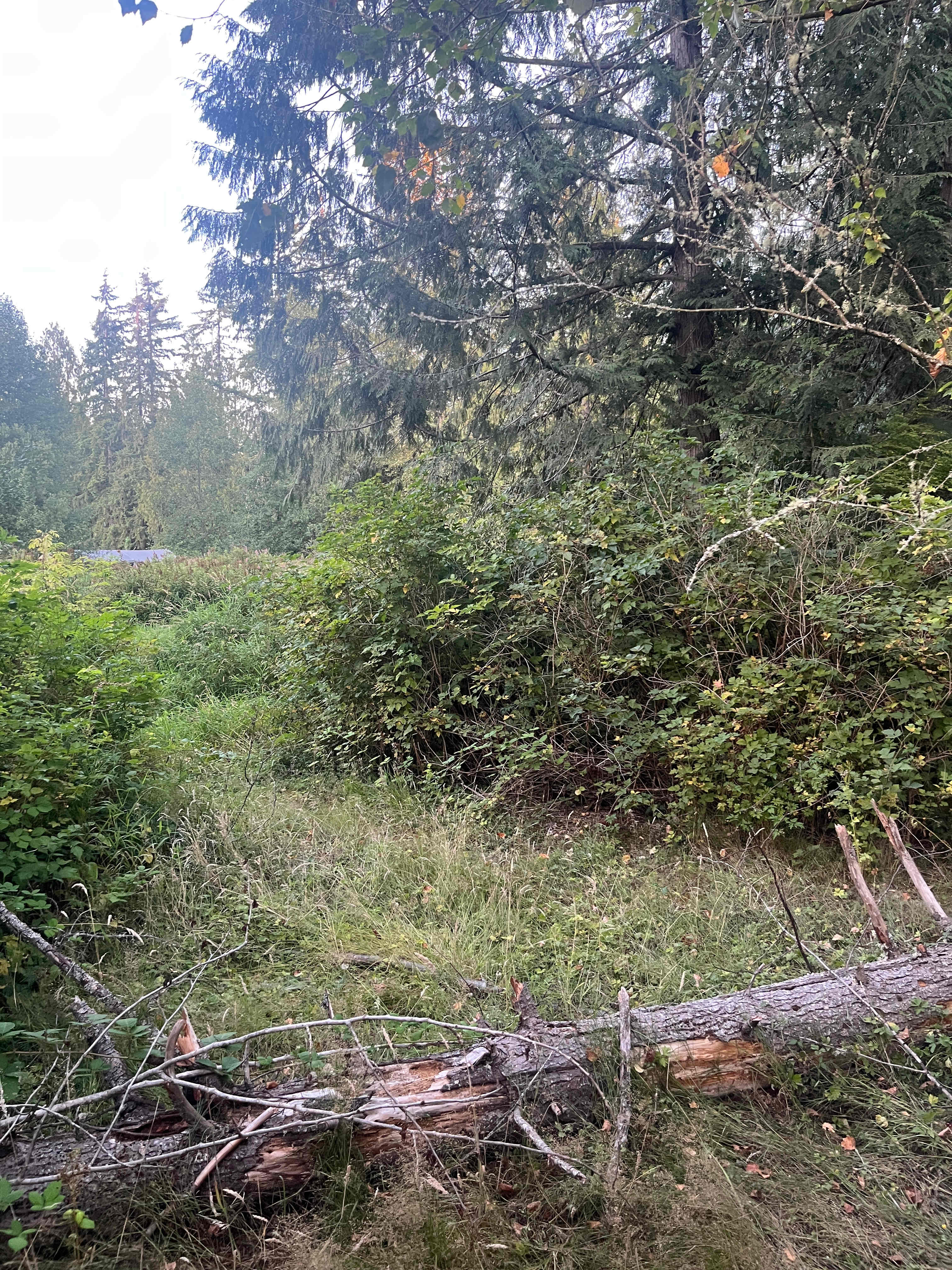 Private setting under tall trees