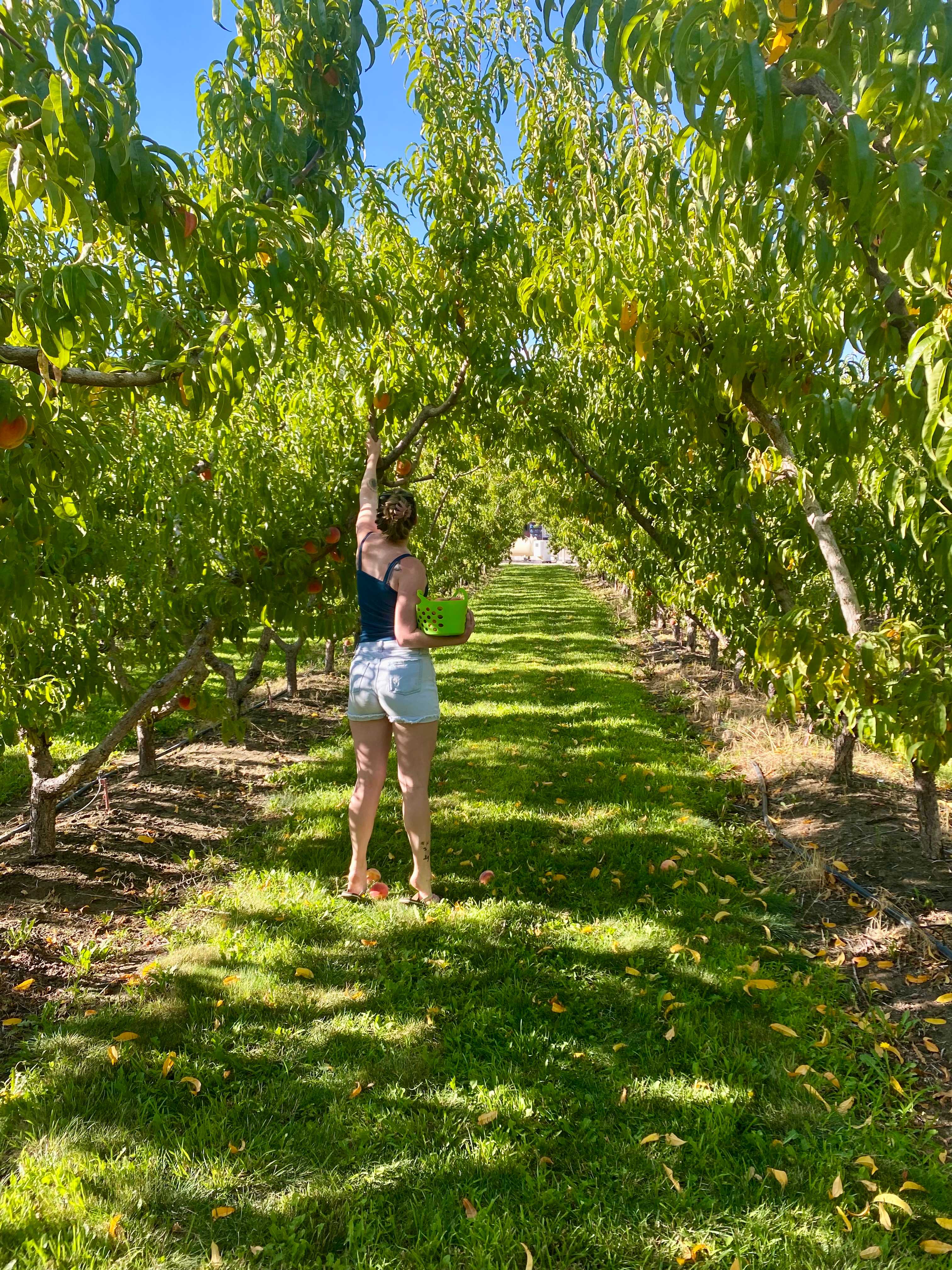 Palisade Basecamp RV Resort